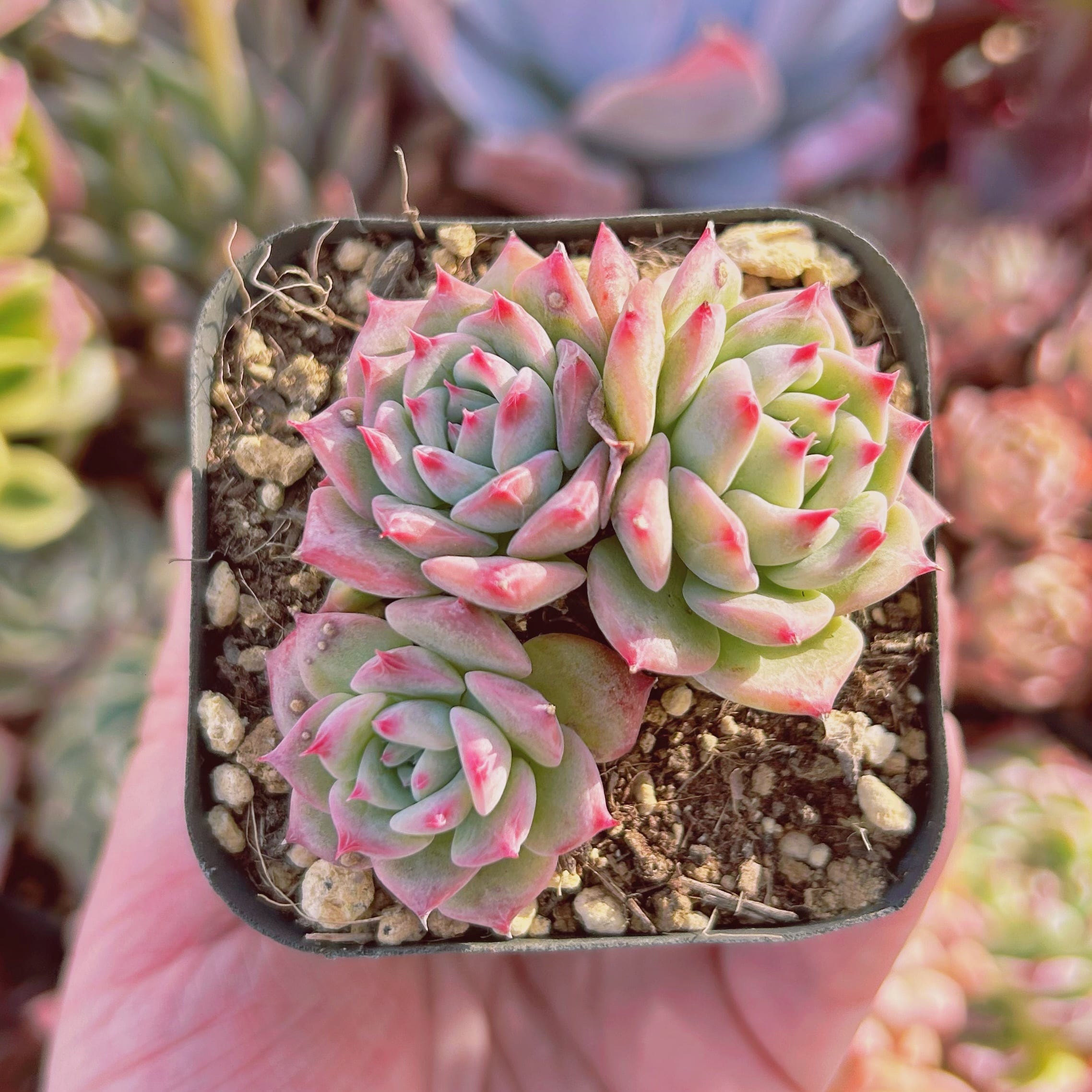 #508現物　多肉植物　AKマリア　抜き苗