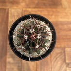 Ferocactus horridus【フェロカクタス・巨鷲玉】