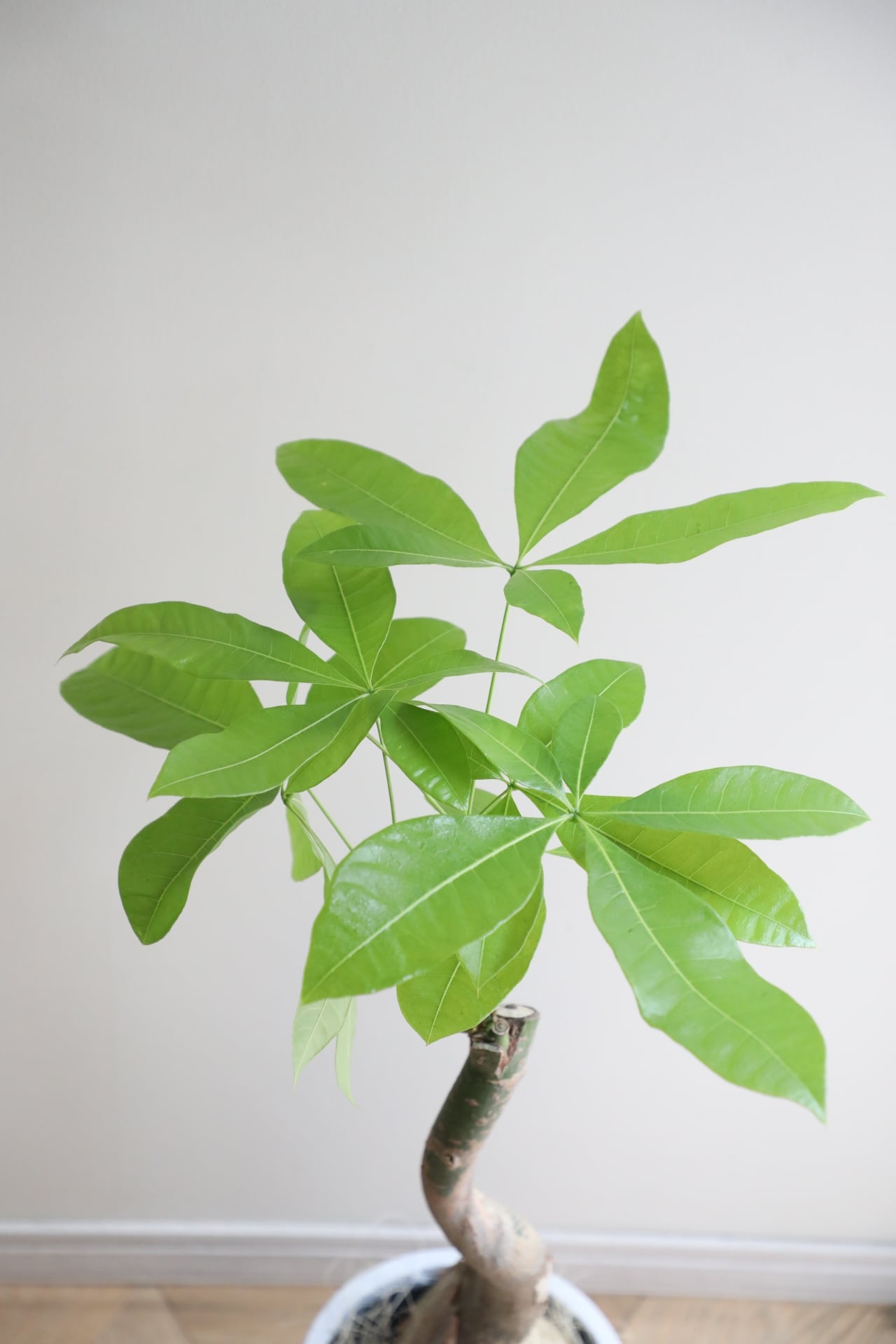 L/88cm】パキラ ムーンライト/ pachira | 【厳選植物・器】MIDORI