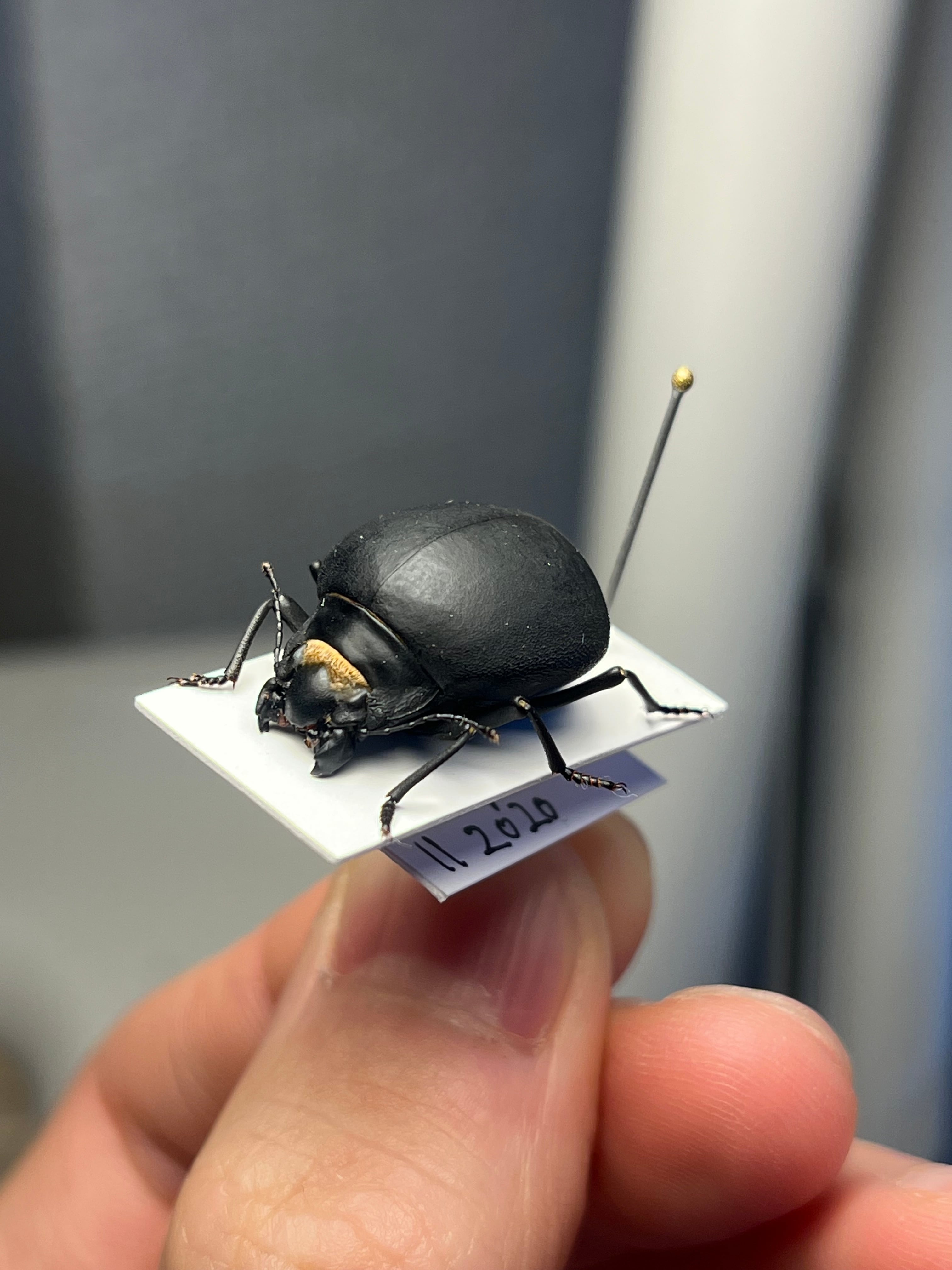 属内最高峰】パイザラゴミムシ 巨大 昆虫標本 標本 甲虫 オサムシ