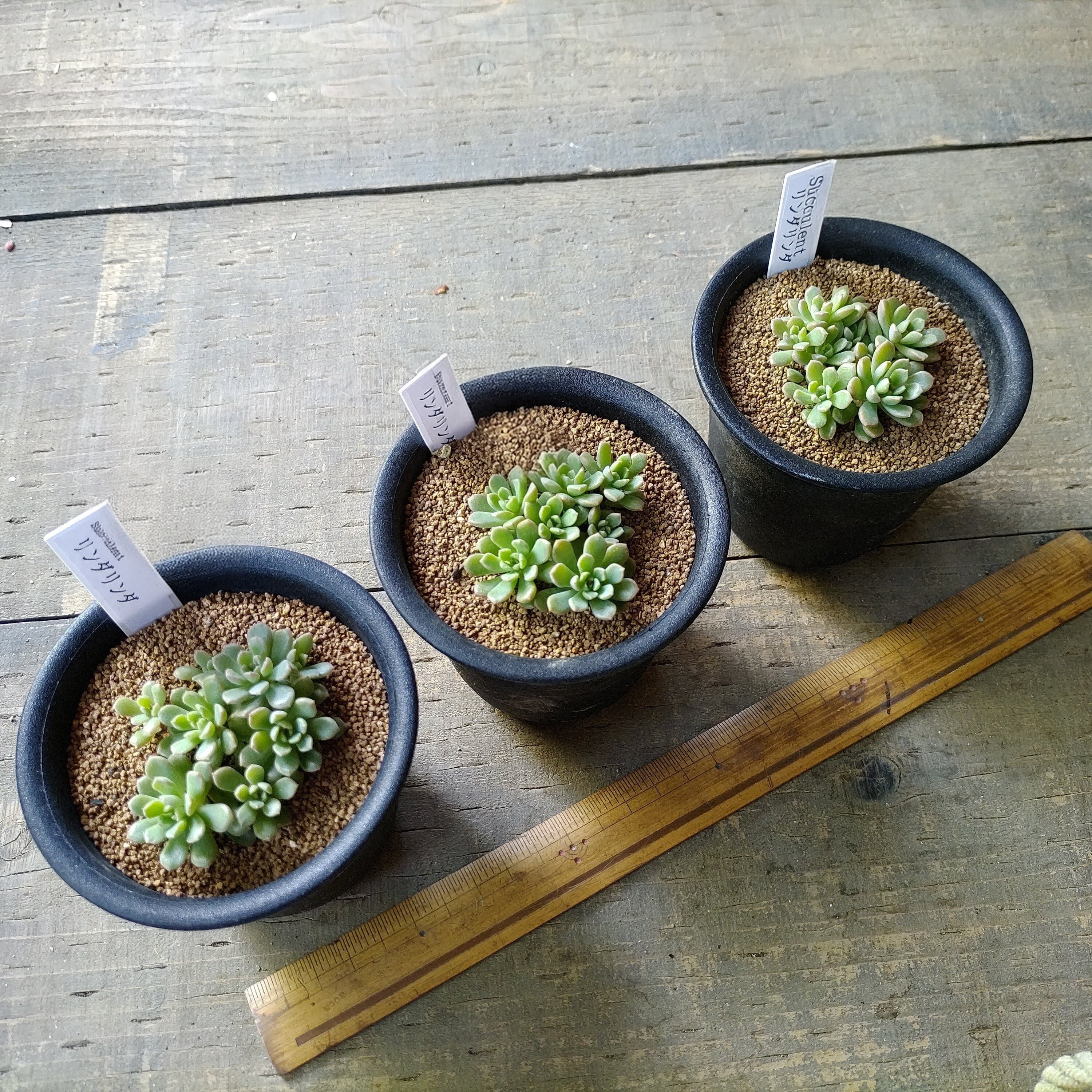 リンダリンダ | RuPo 多肉植物専門店