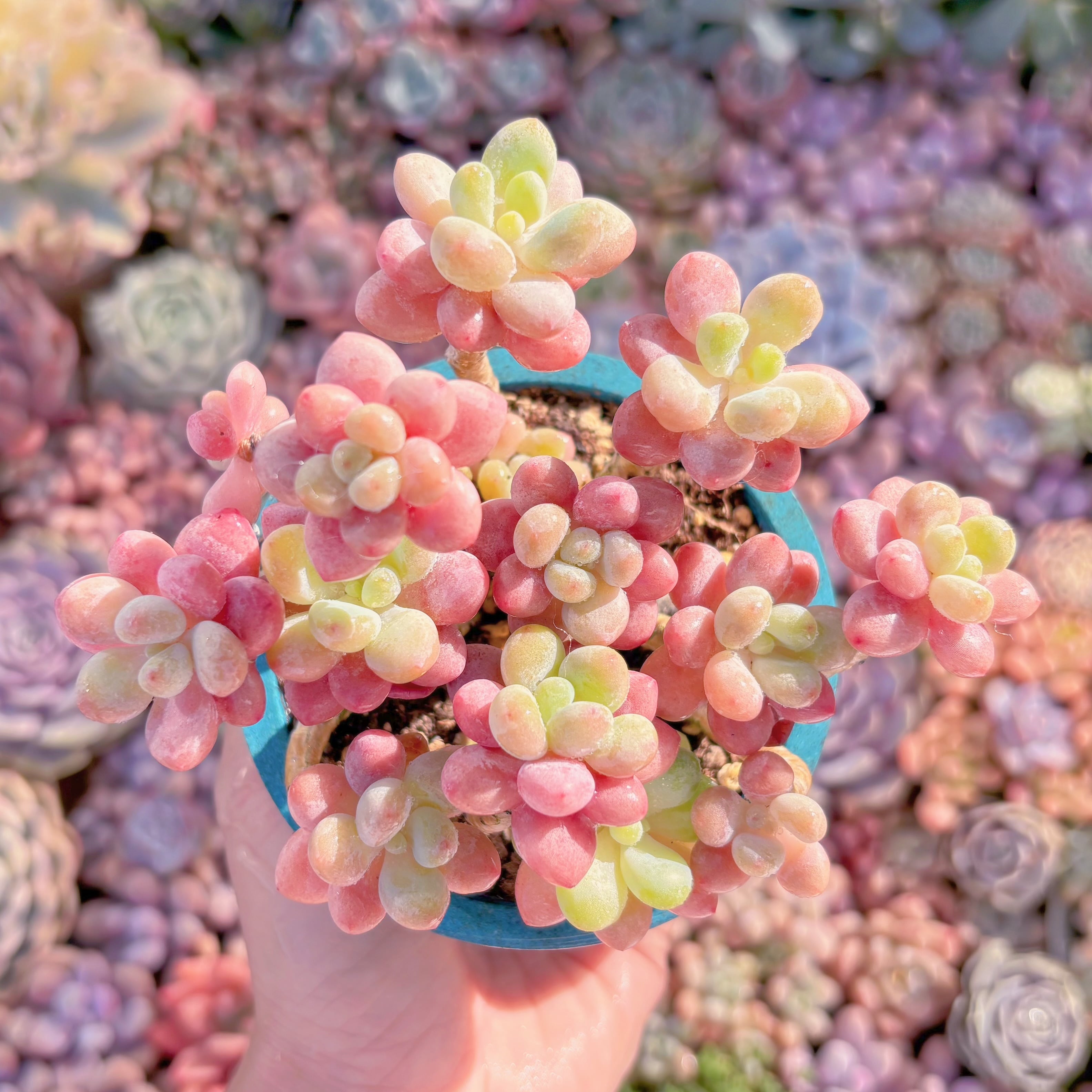 多肉植物　キャビア　群生　新入荷　るる農園