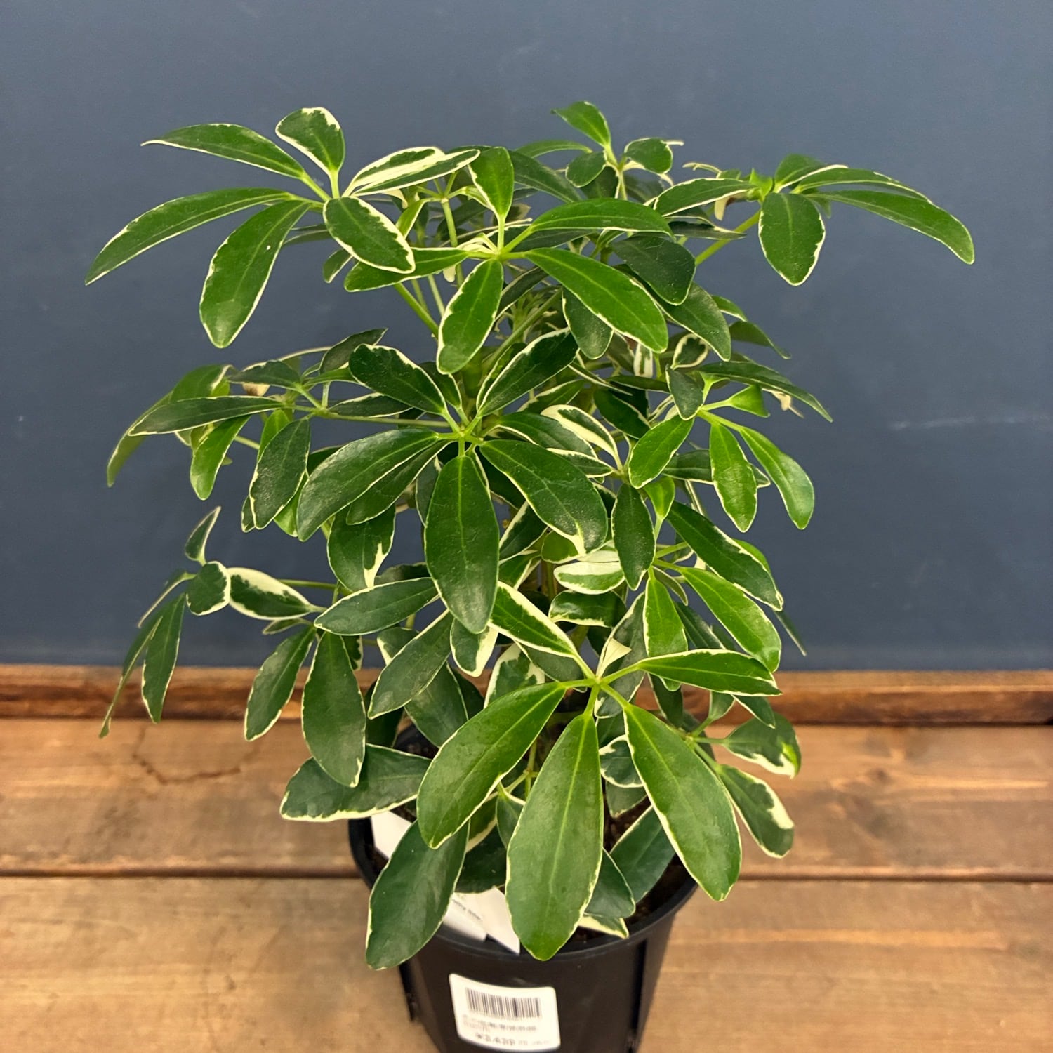P. veitchii AR #1 (pup) Select 【artPLANTs】 ビカクシダ/コウモリ