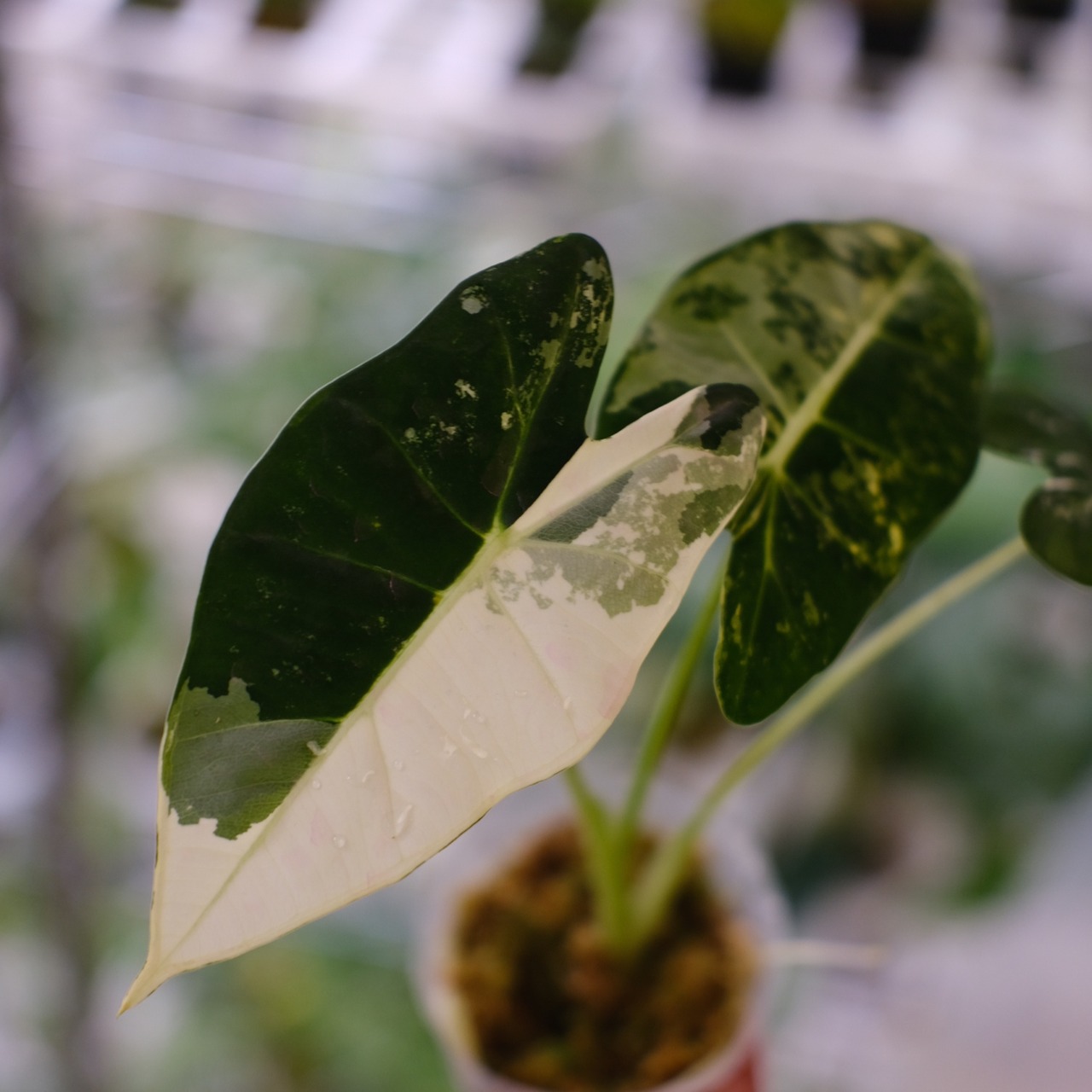 アロカシア グリーンベルベット / Alocasia Green Velvet④ / 観葉植物