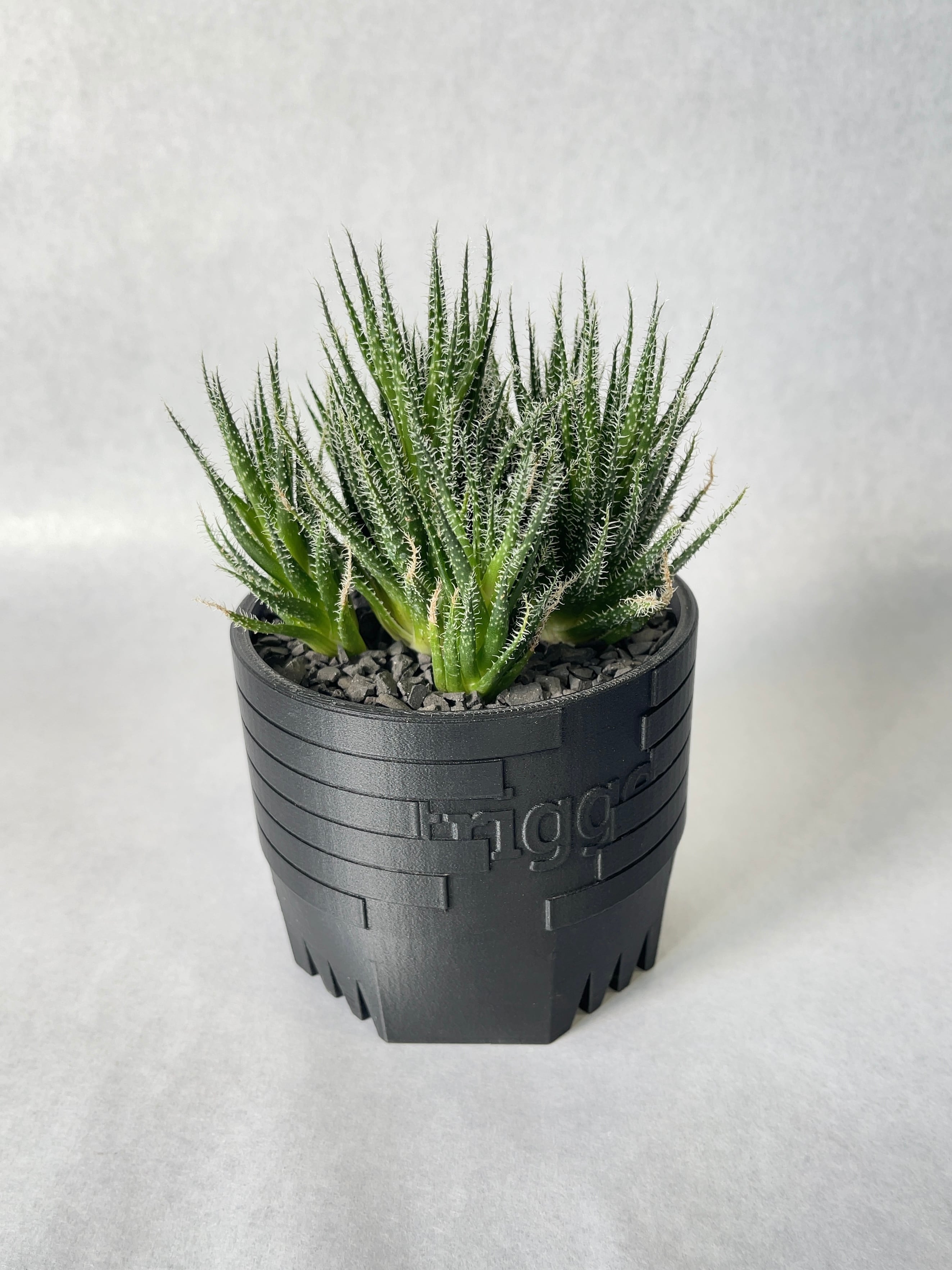 アロエ・ハオルチオイデス | trigger