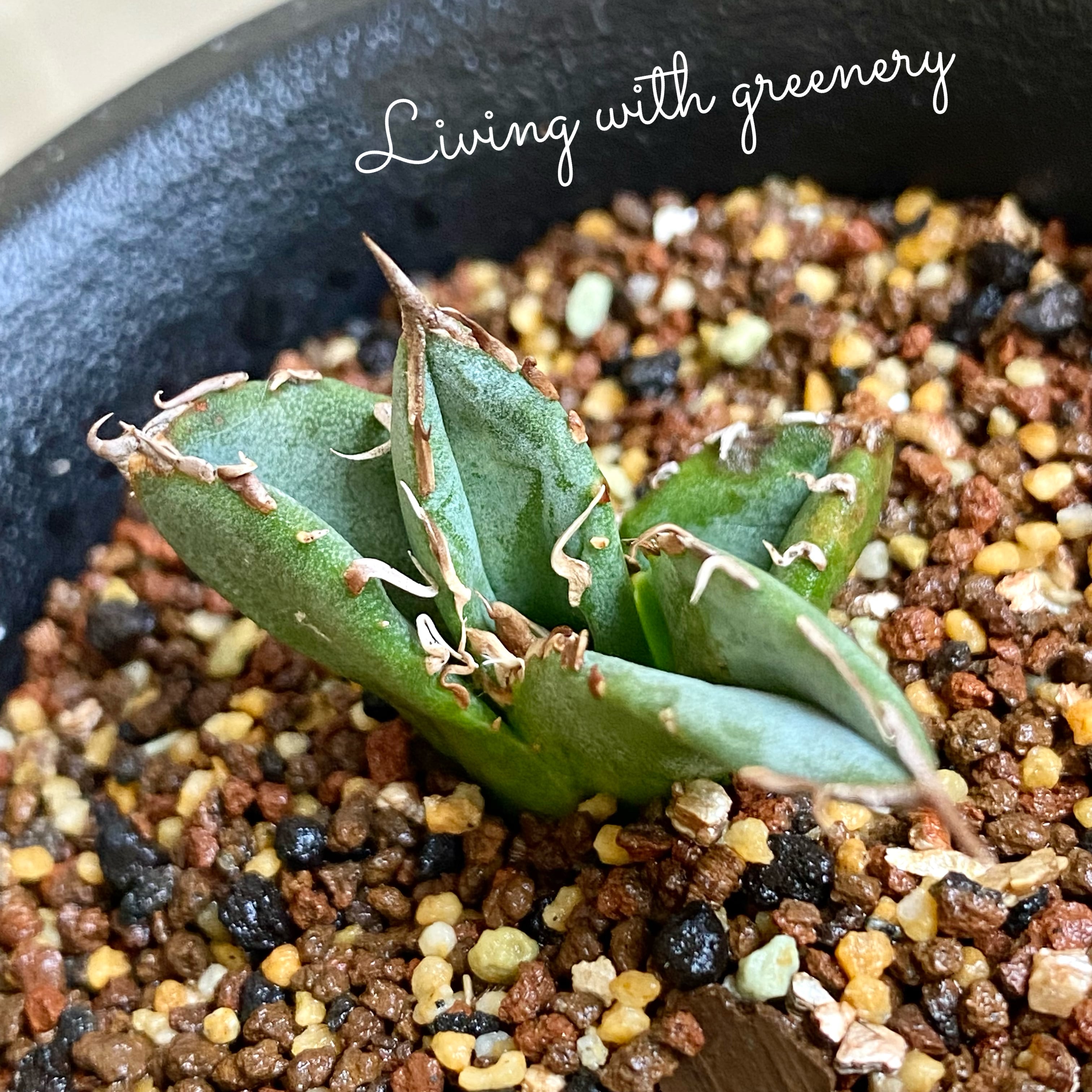 Agave Titanota Oteroi アガベ チタノタ オテロイ 子株 観葉植物 多肉植物 インテリア 鉢込発送 発根済 Listycagave