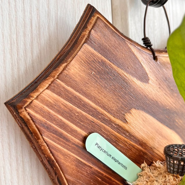 ビカクシダ エレファントティス 中株 板付 【観葉植物 壁掛け コウモリラン】