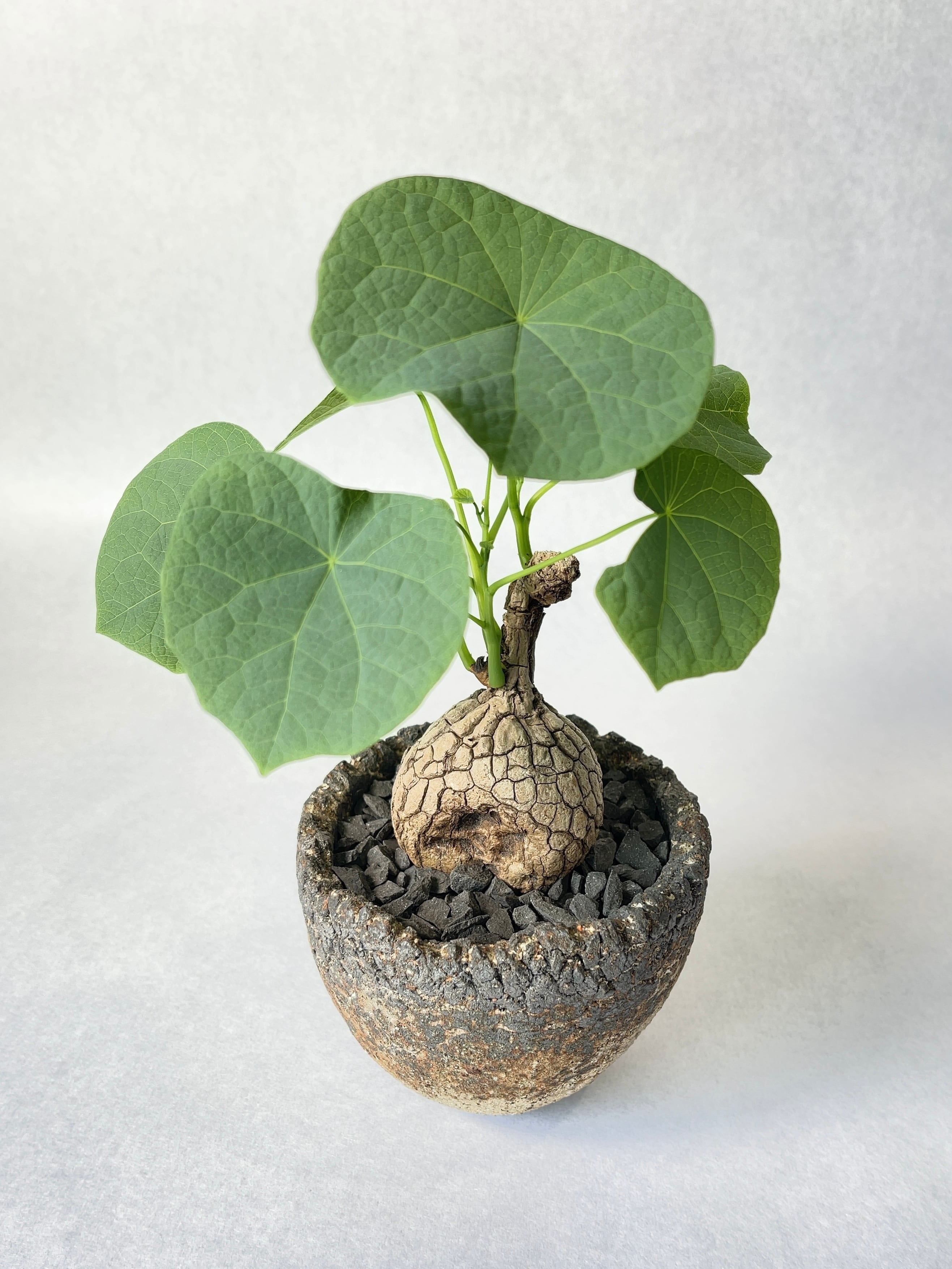 ステファニア・スベローサ | trigger