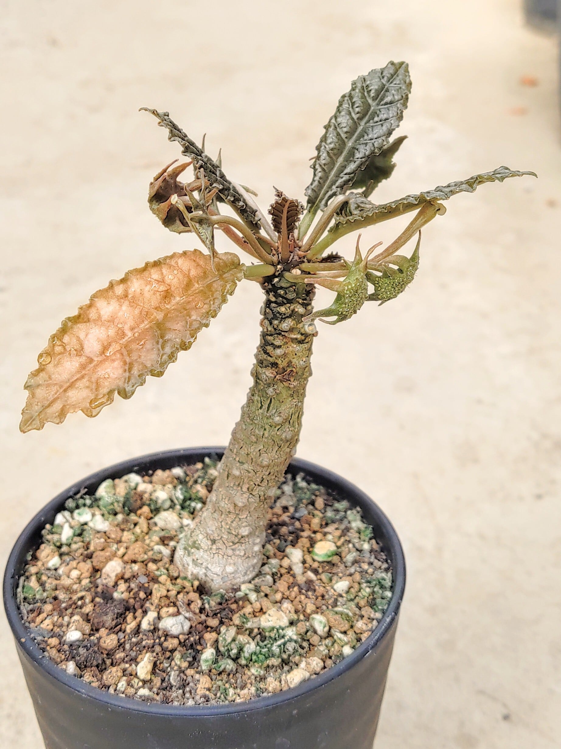 種子/10粒】Dorstenia foetida (CH 2620)/ドルステニア・フォエチダ
