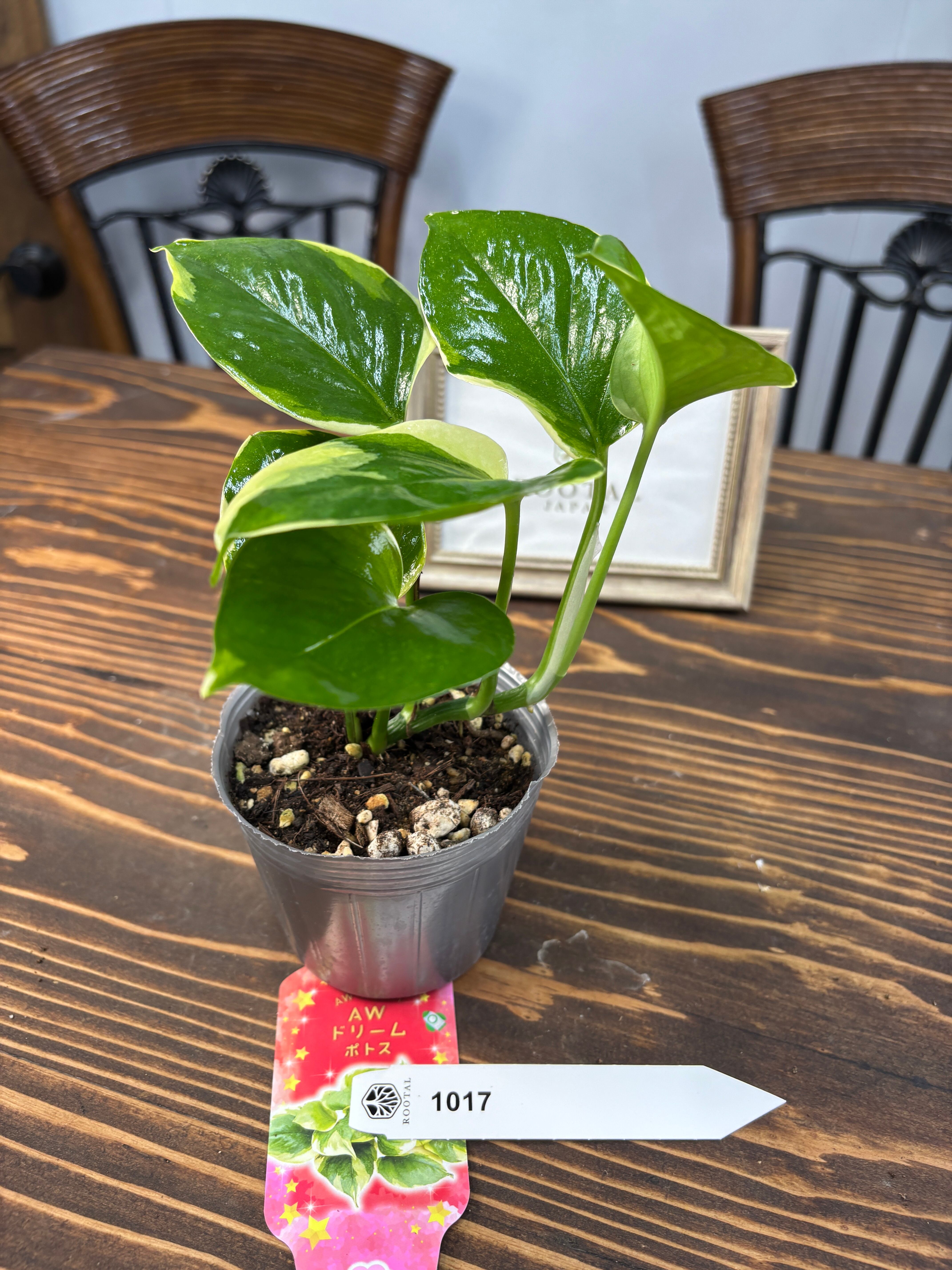 AWドリーム ポトス 新品種 タグ付 激レア インテリア 希少 斑入り