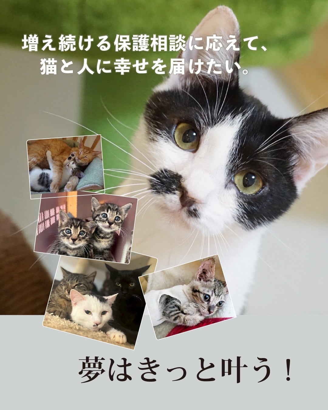 ツキネコ北海道