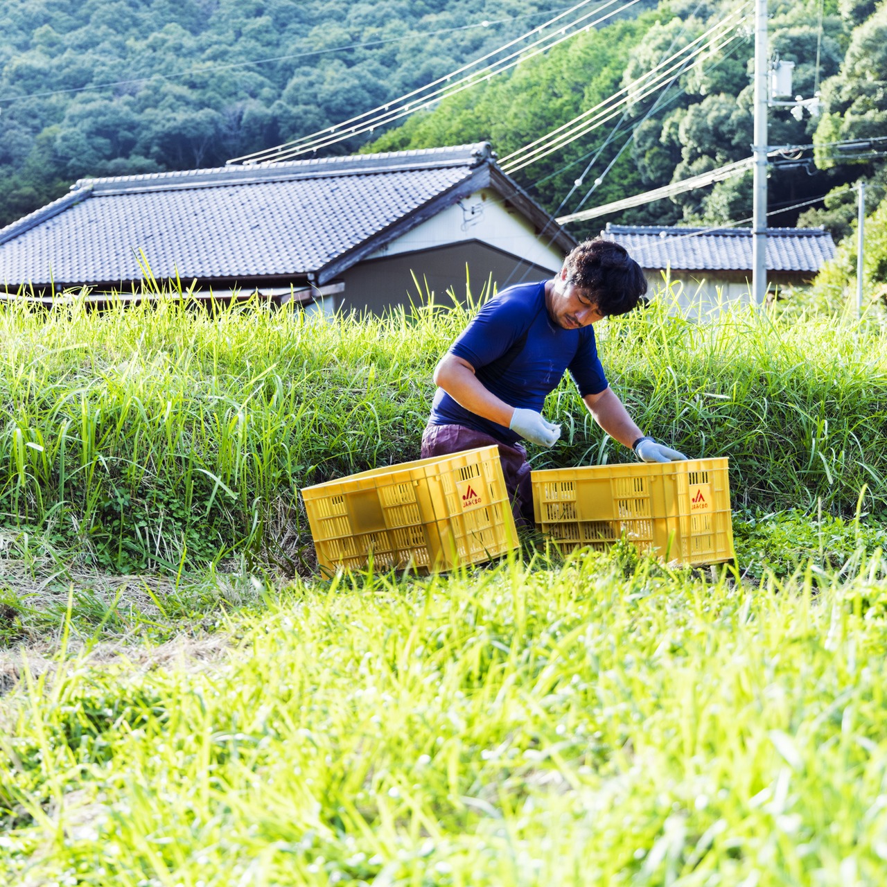 にんにく2kg(農薬・化学肥料・除草剤不使用)