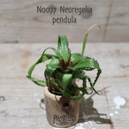 【送料無料】pendula〔ネオレゲリア〕現品発送N0077