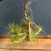 チランジア　アラウジェイ【837】