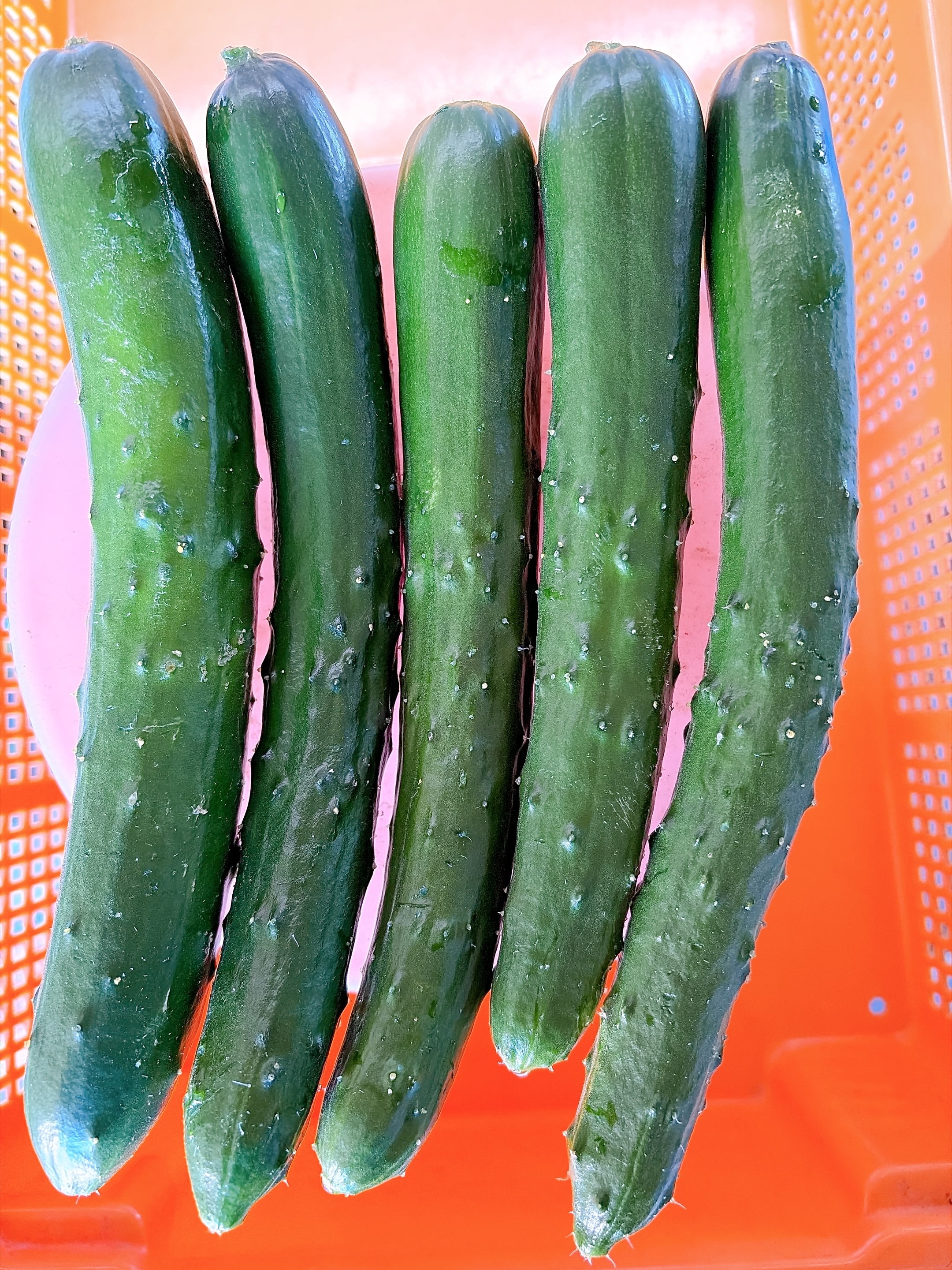 にのみや農園  ： 不揃いきゅうり 1袋 約500g