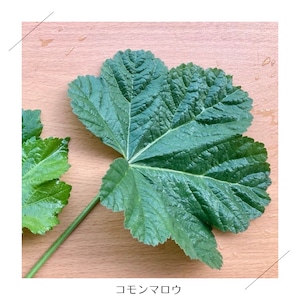 ＜不定期便・3/20（金・祝）収穫・発送＞【小さいサイズ】季節のお野菜セット