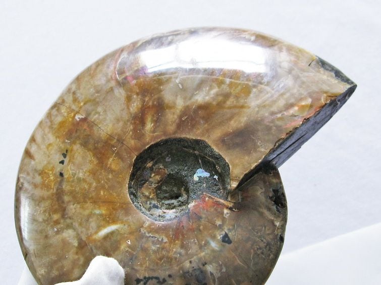 br> Ammonite アンモライト アンモナイト 宝石 化石発掘 原石 置物
