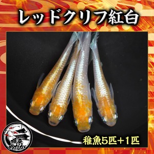 【5匹＋補償1匹】レッドクリフ紅白 　夢中めだか様血統