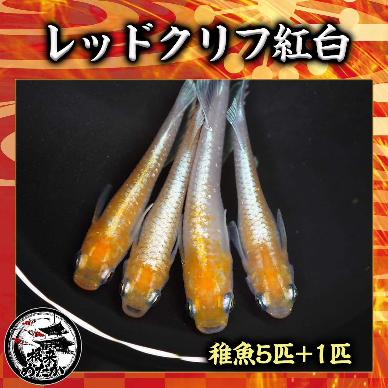 【5匹＋補償1匹】レッドクリフ紅白 　夢中めだか様血統