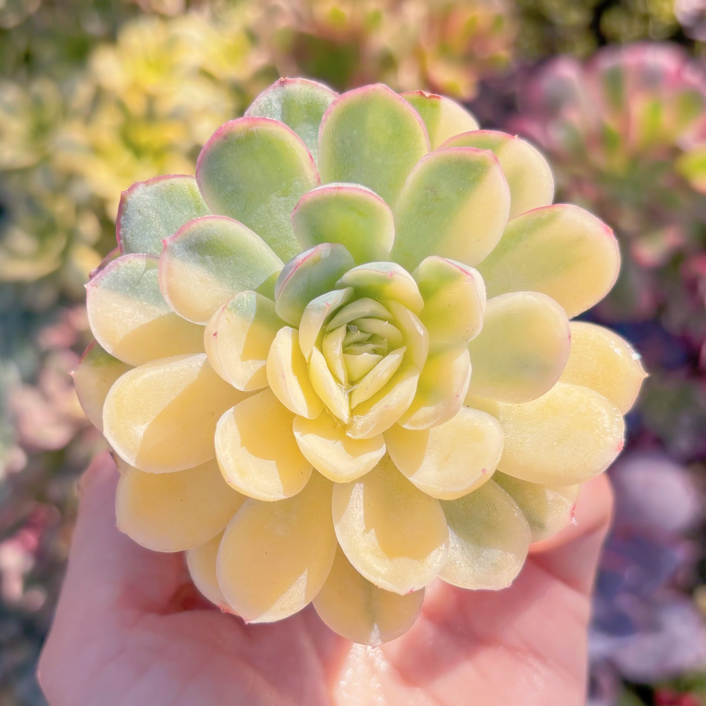 現品　ストロベリーアイス錦#F041　美苗　新入荷　るる農園