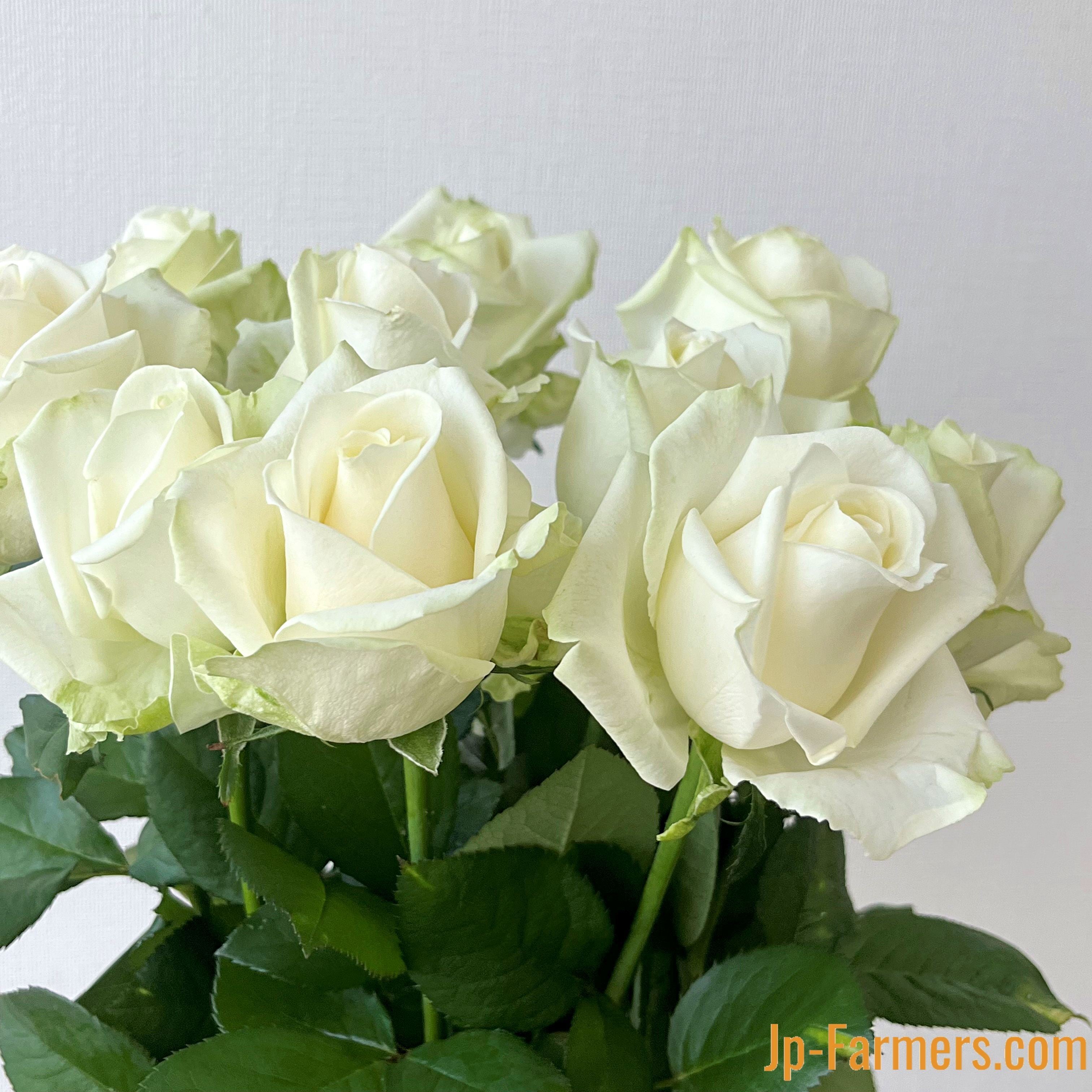 おれパラ まとめ売り 神田ばら園 10本 ☆バラ品種名： アバランチェ | 新鮮お花問屋 Jp