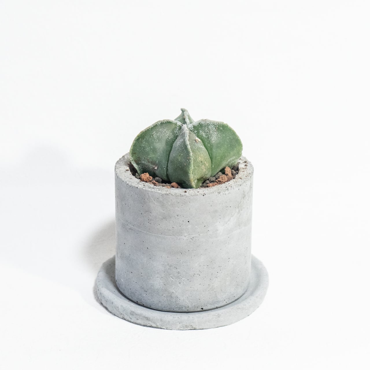 碧瑠璃ランポー玉 アストロフィツム サボテン 幾何学美を楽しむ観葉植物|一つひとつ表情が異なる一点物ハンドメイドモルタル鉢セット【虫発生防止】