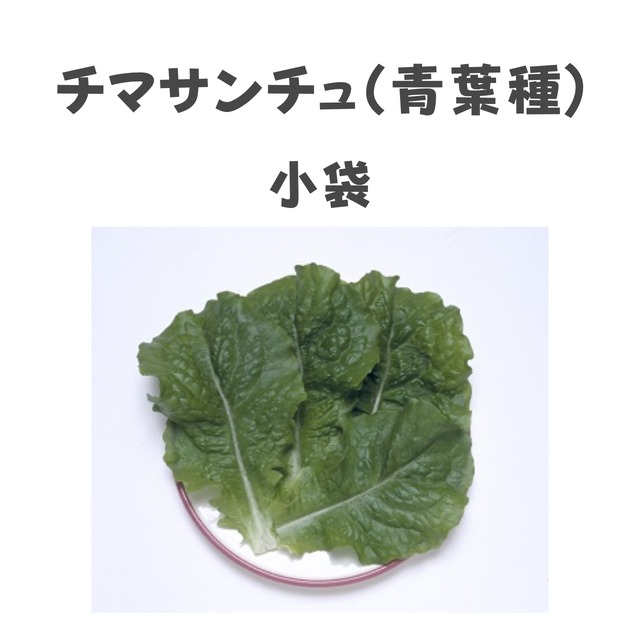 チマサンチュ青葉種　カキチシャ種子・小袋