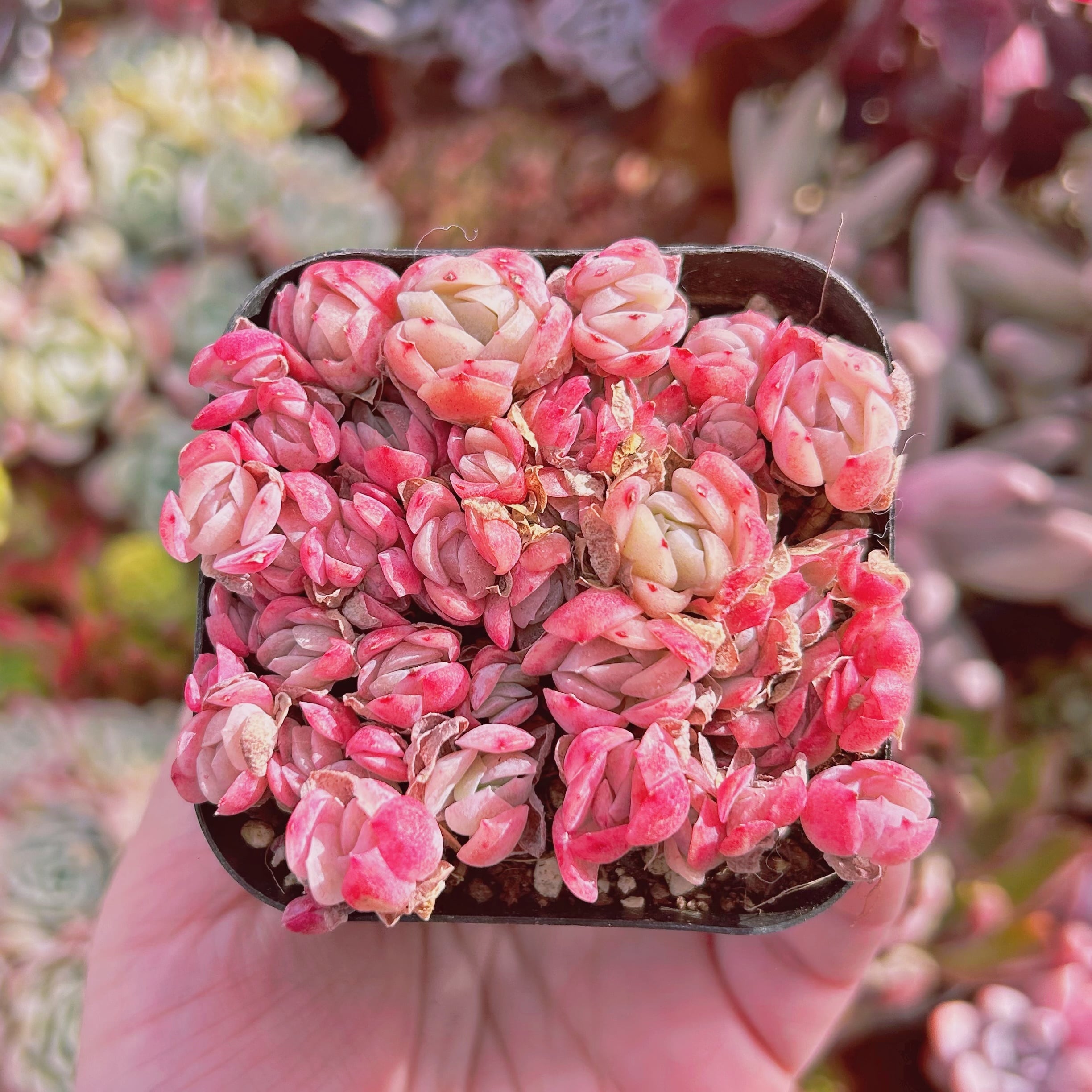 #562現物　多肉植物　クリームベリー 　