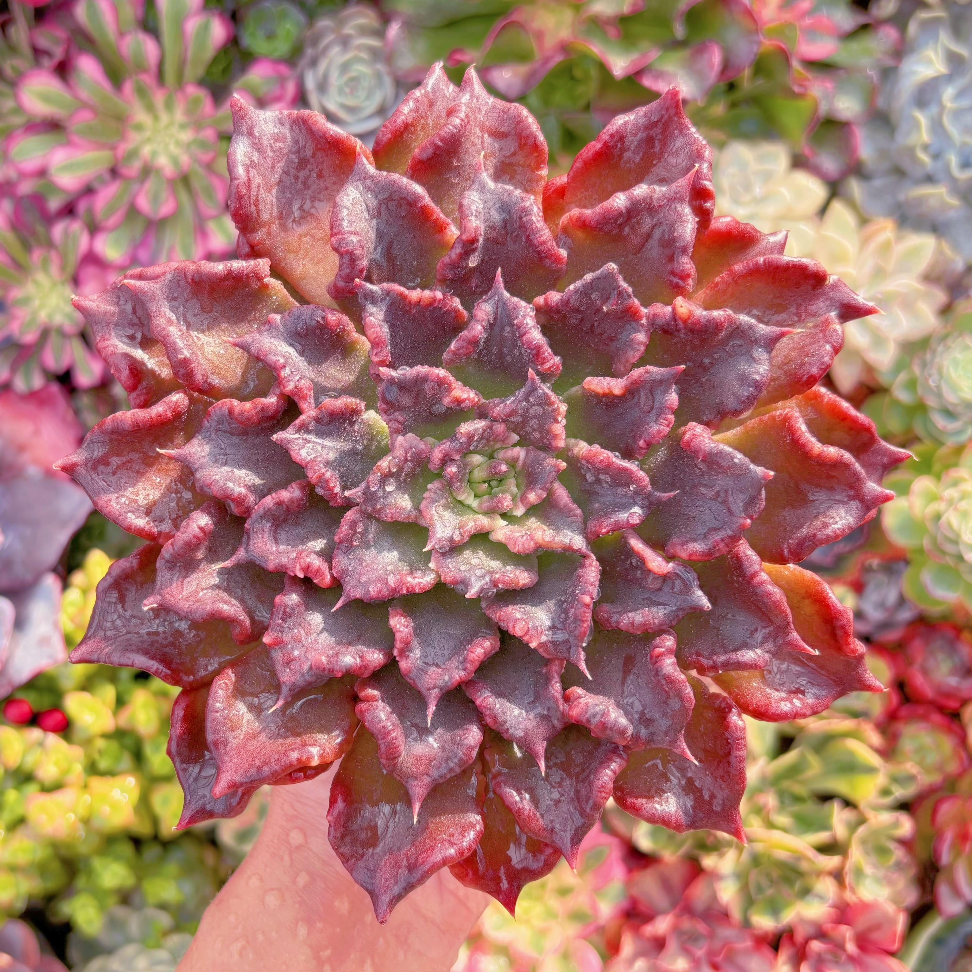 現品　レッドマディバ#1153　大苗　在庫僅少　新入荷　るる農園