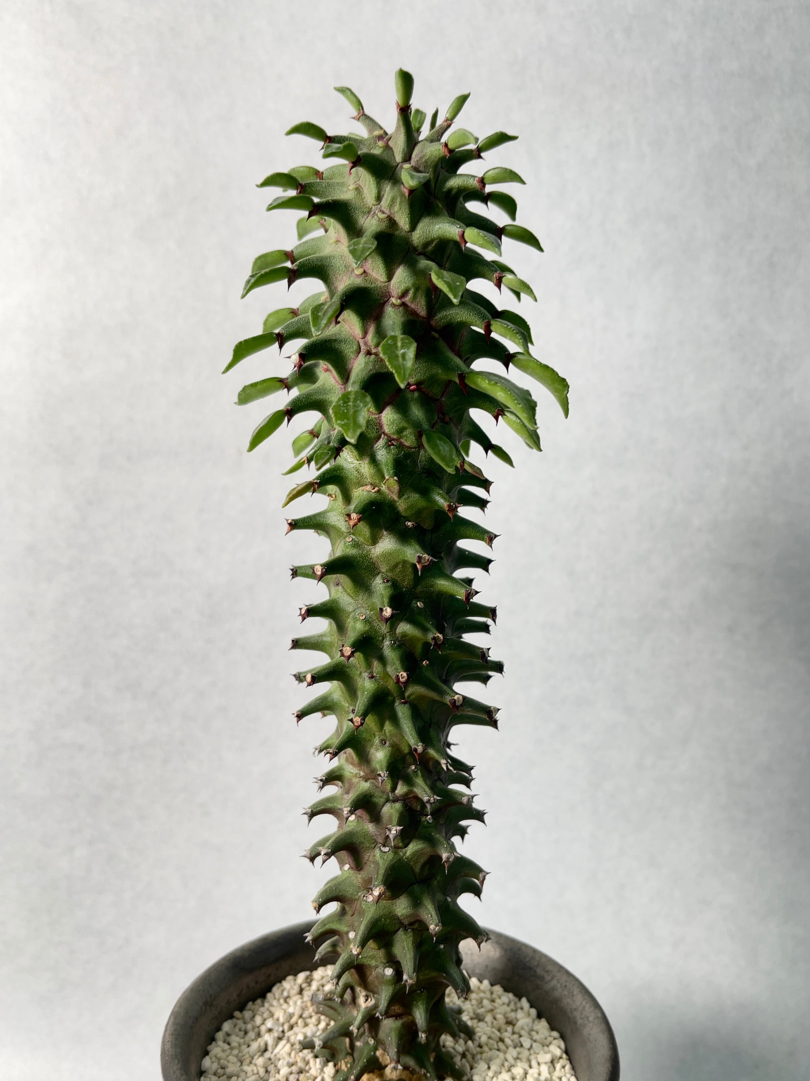 植物 モナデニウム スペクタビレ Monadenium spectabile 塊根植物 多肉