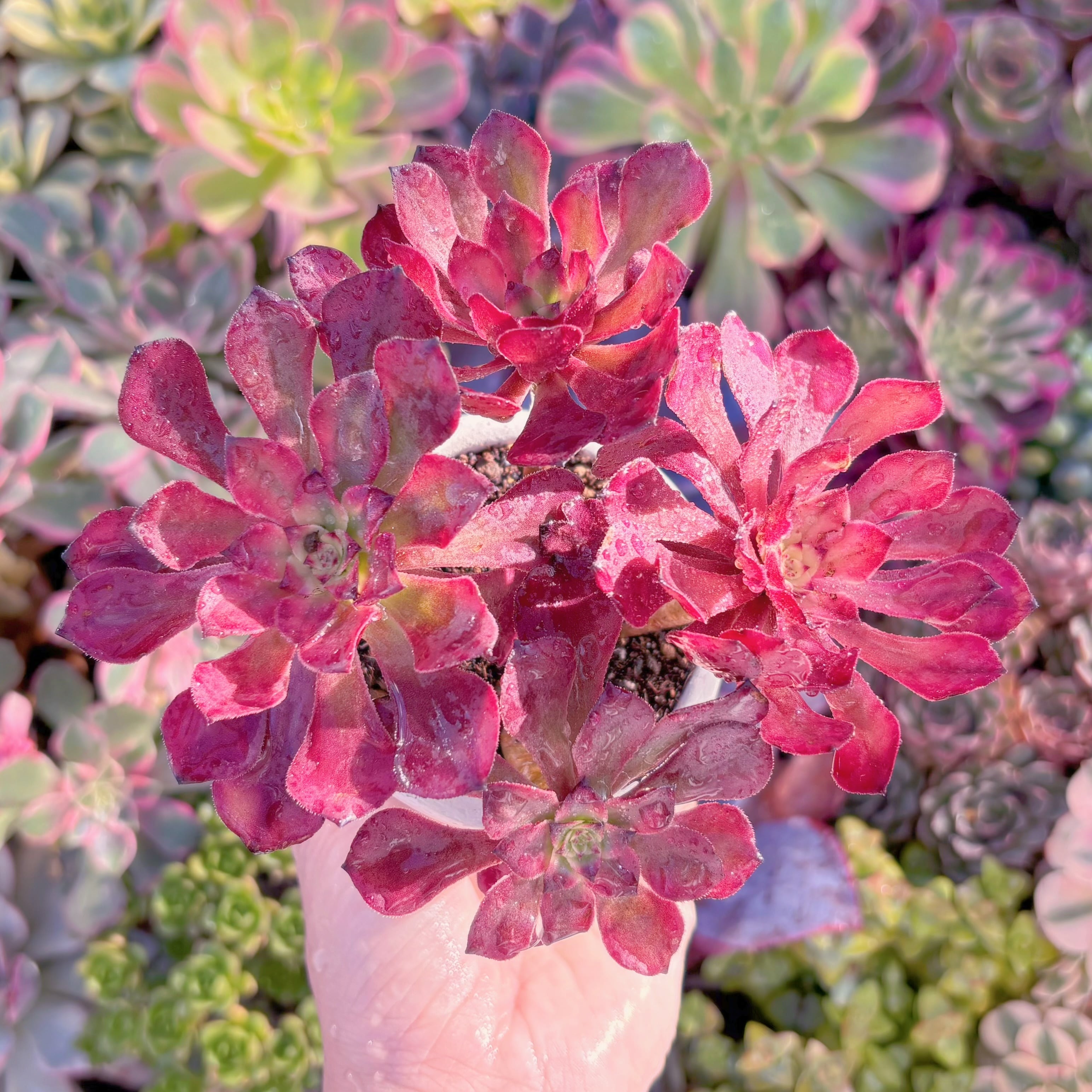 現品　花蝶#A007　群生　新入荷　るる農園