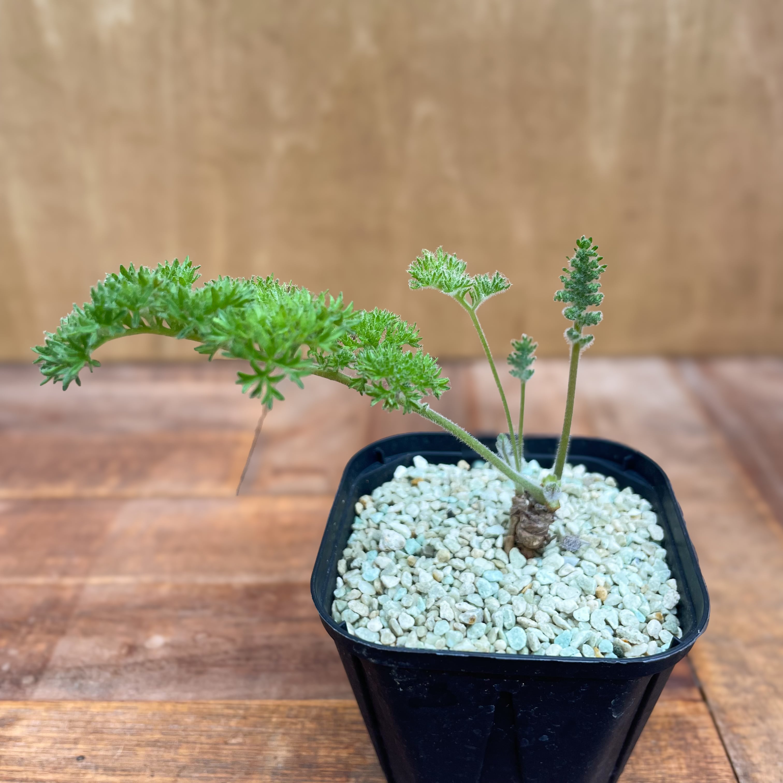 Pelargonium triste【ペラルゴニウム・トリステ・実生】 | RIMO 