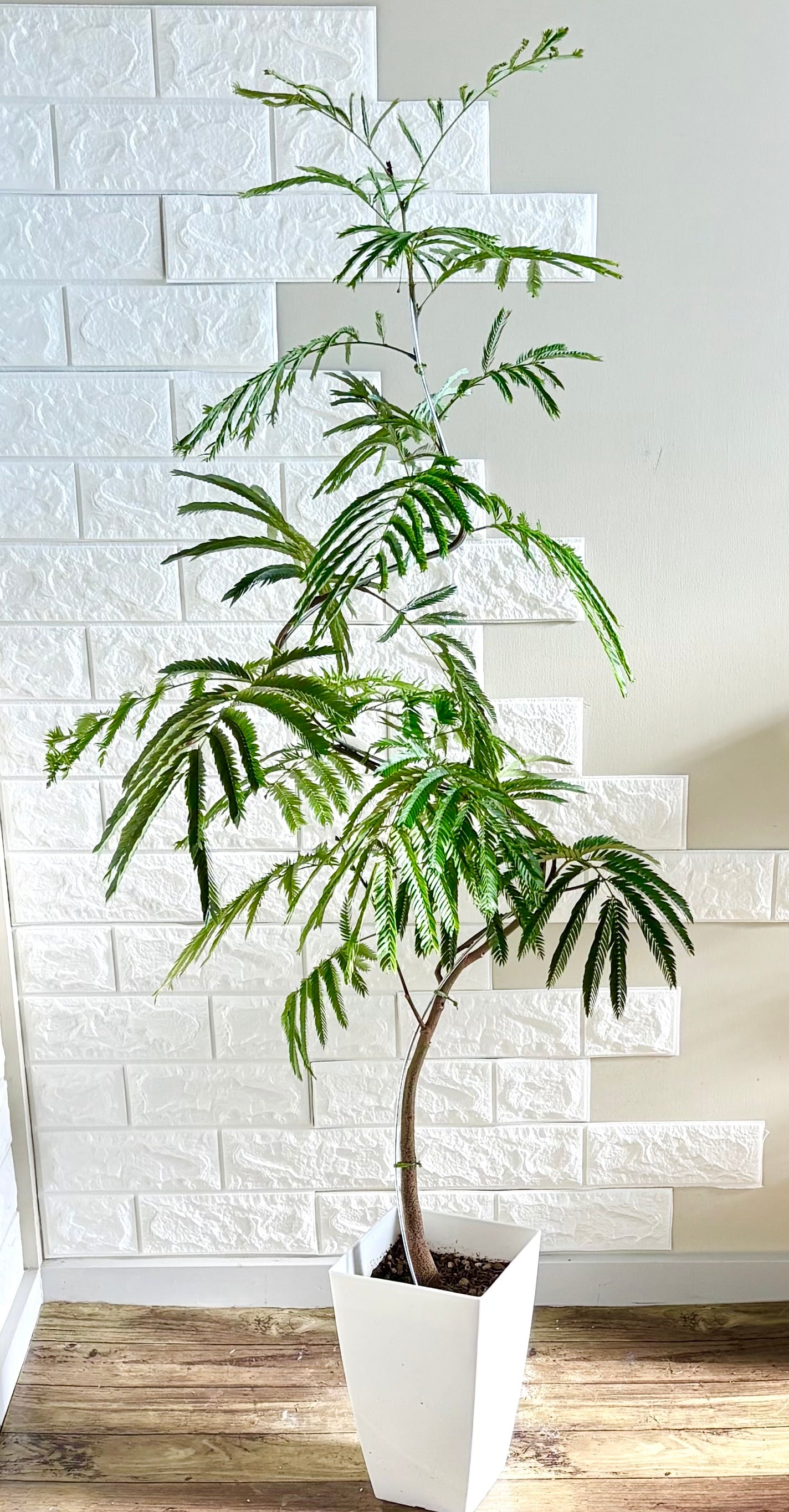 エバーフレッシュ⭐️曲がり | 観葉植物のお店 feerie（フェリエ）