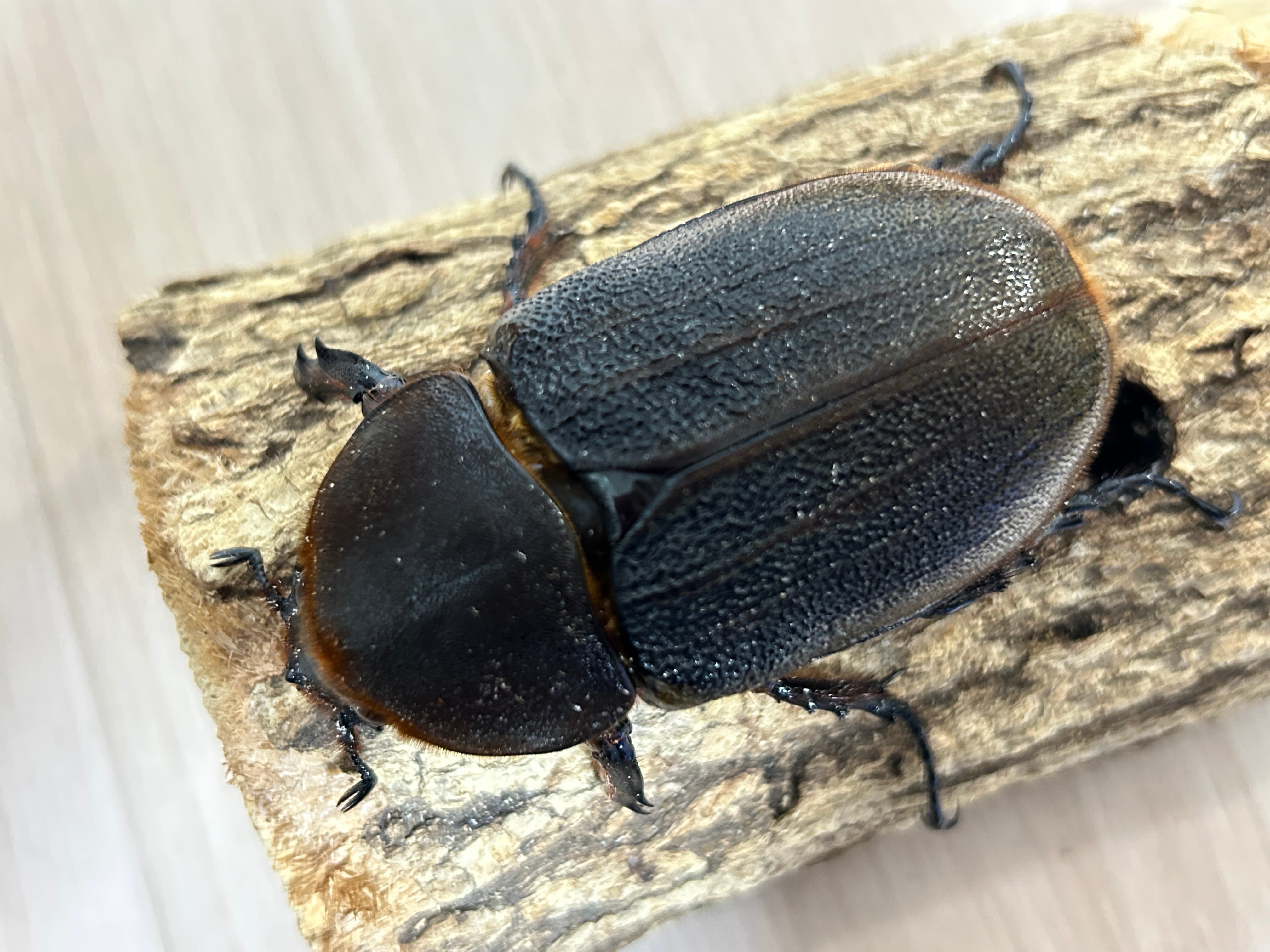 アートオブヘラクレス