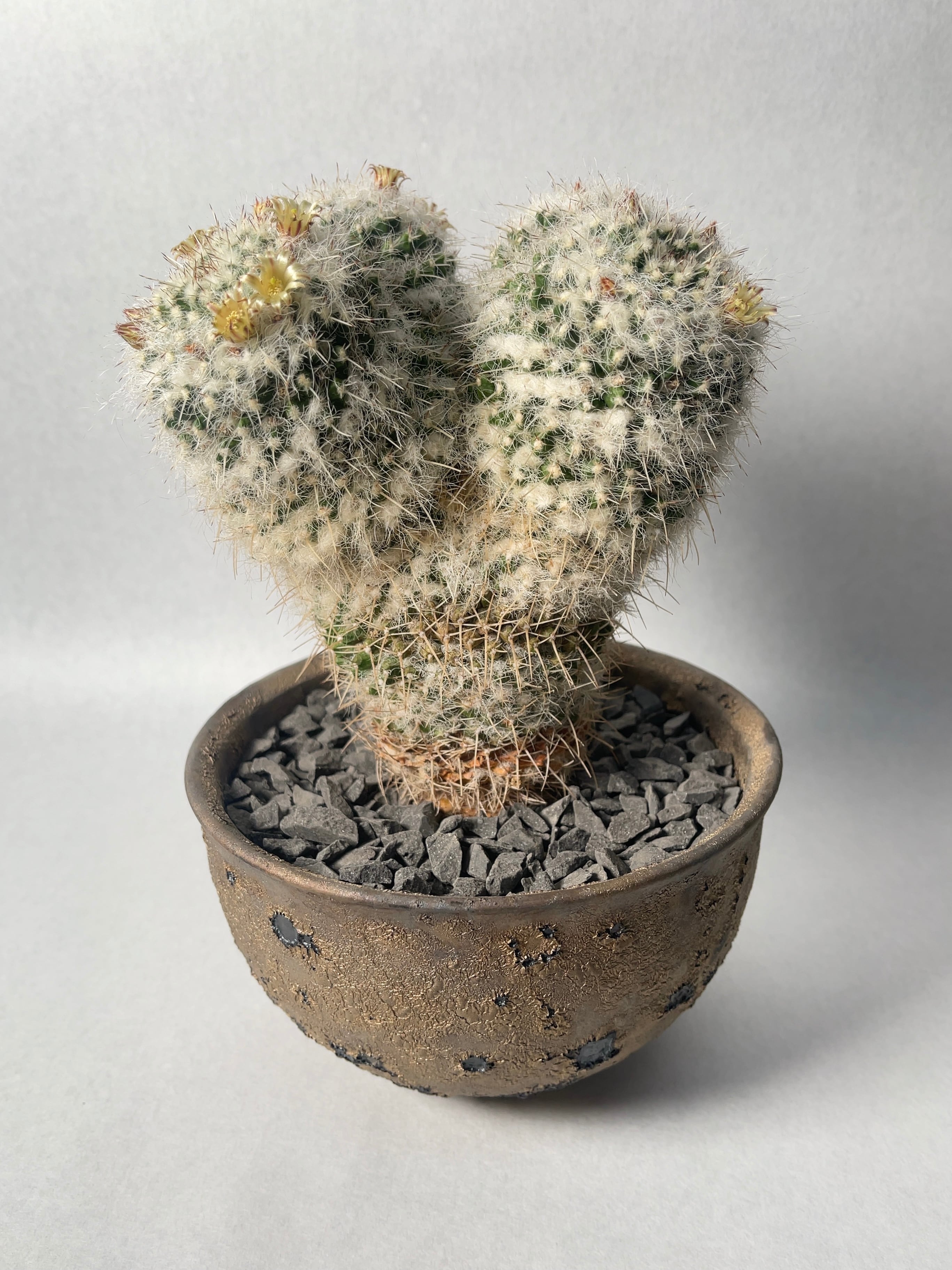 中川智治×trigger】白蛇丸 | trigger