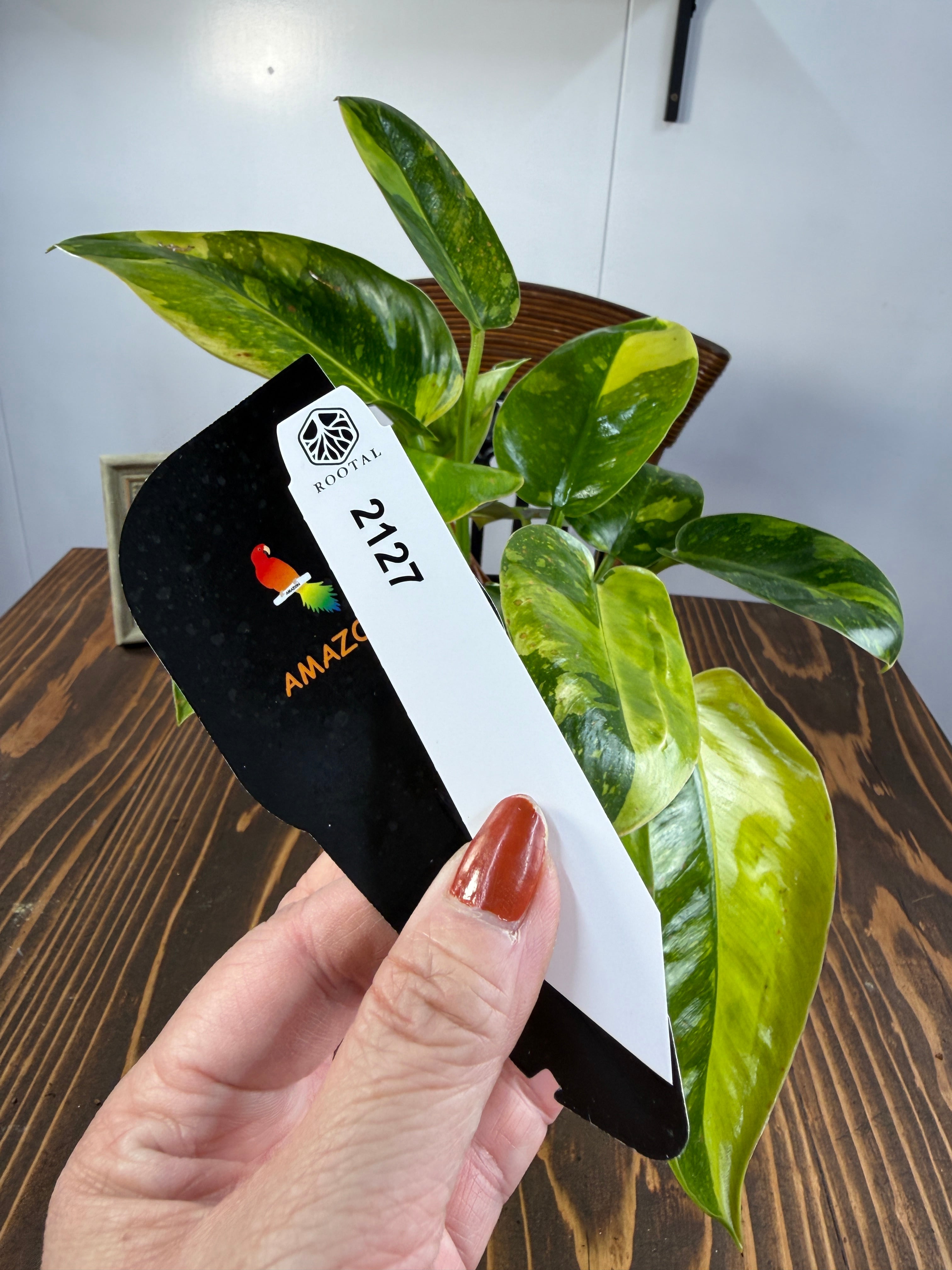 フィロデンドロン | ROOTALPLANTS