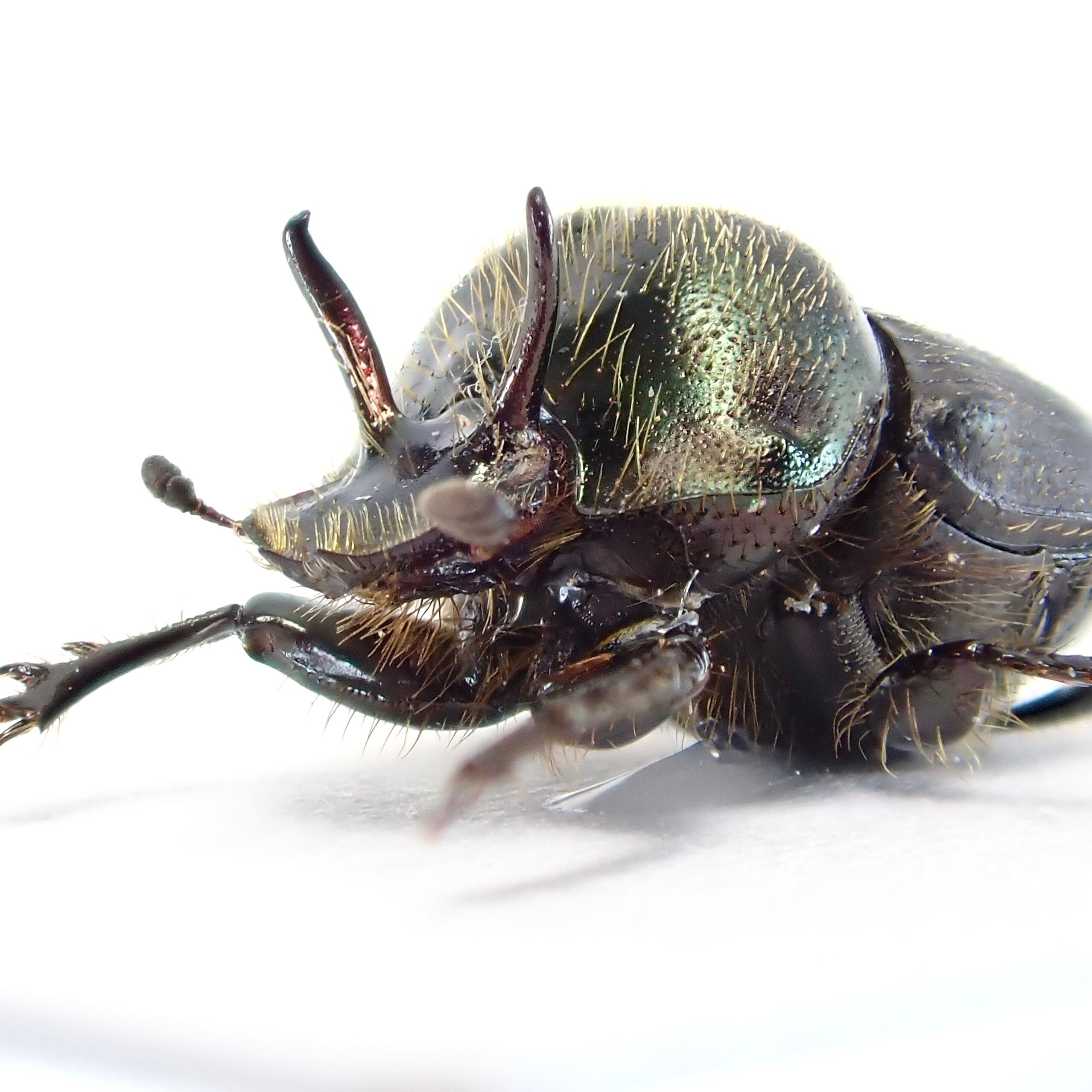 標本 P.N.G Ischiopsopha bennigseni 29mm オーストラリア産 Onthophagus sp. ♂ 7mm | 昆虫標本 Diggers & Rollers