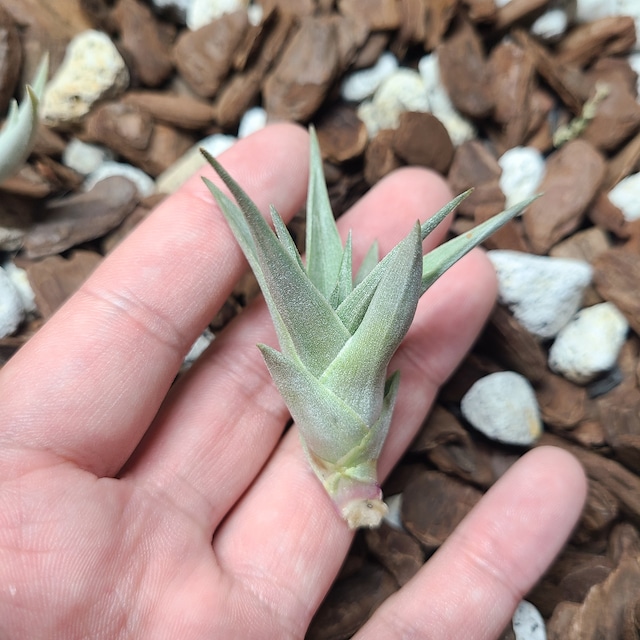 Tillandsia edithiae (Rugged Form) 大