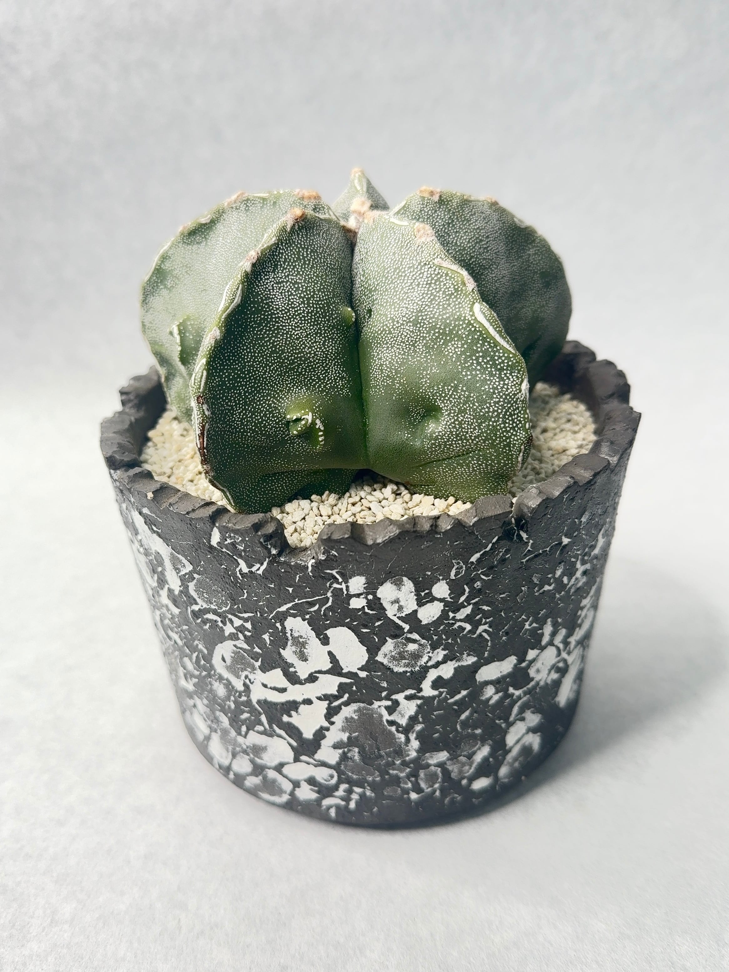 アストロフィツム・複隆鸞鳳玉 | trigger