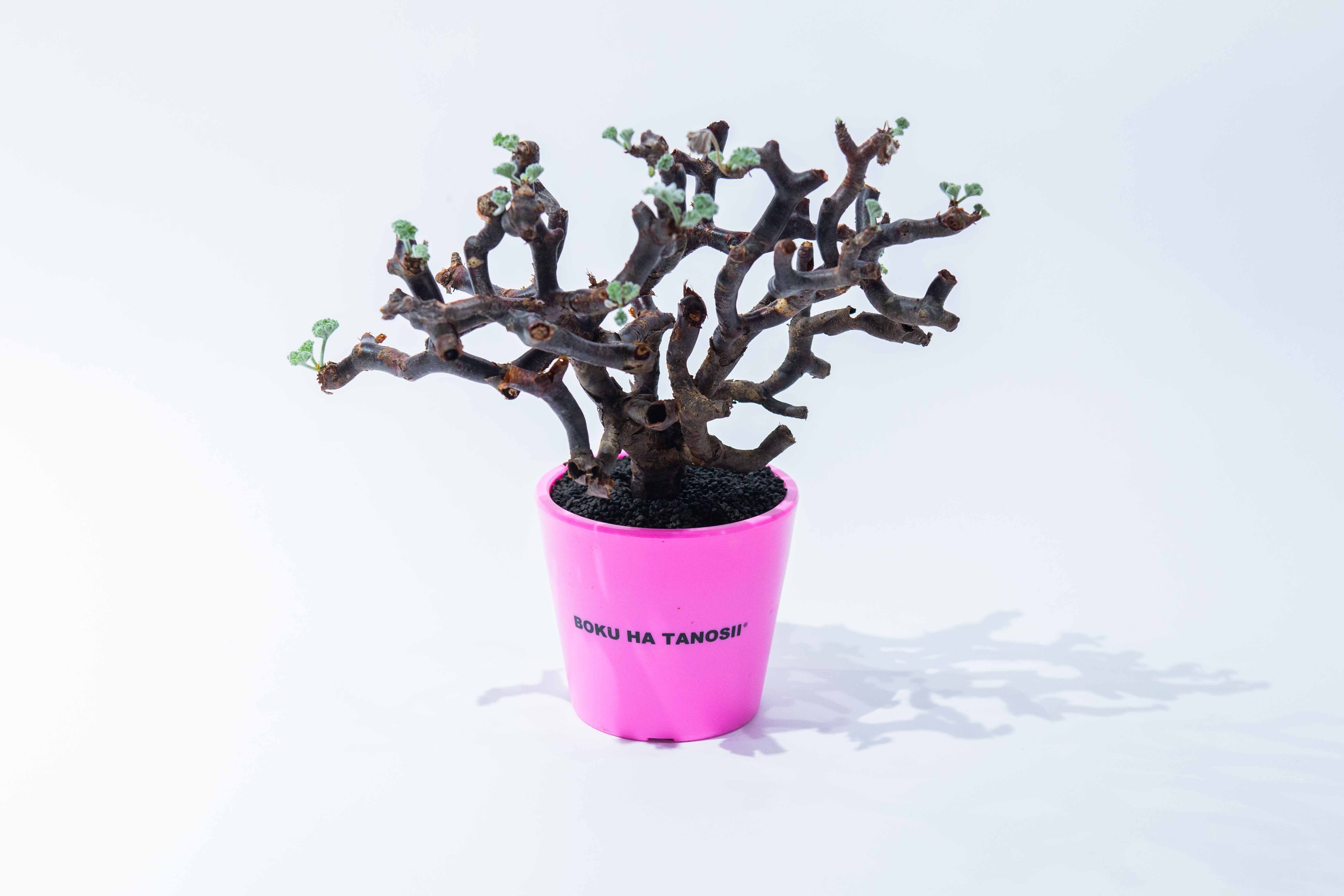 アグラオネマ ピクタム トリカラー 元祖タイプ Aglaonema pictum | Pay ID