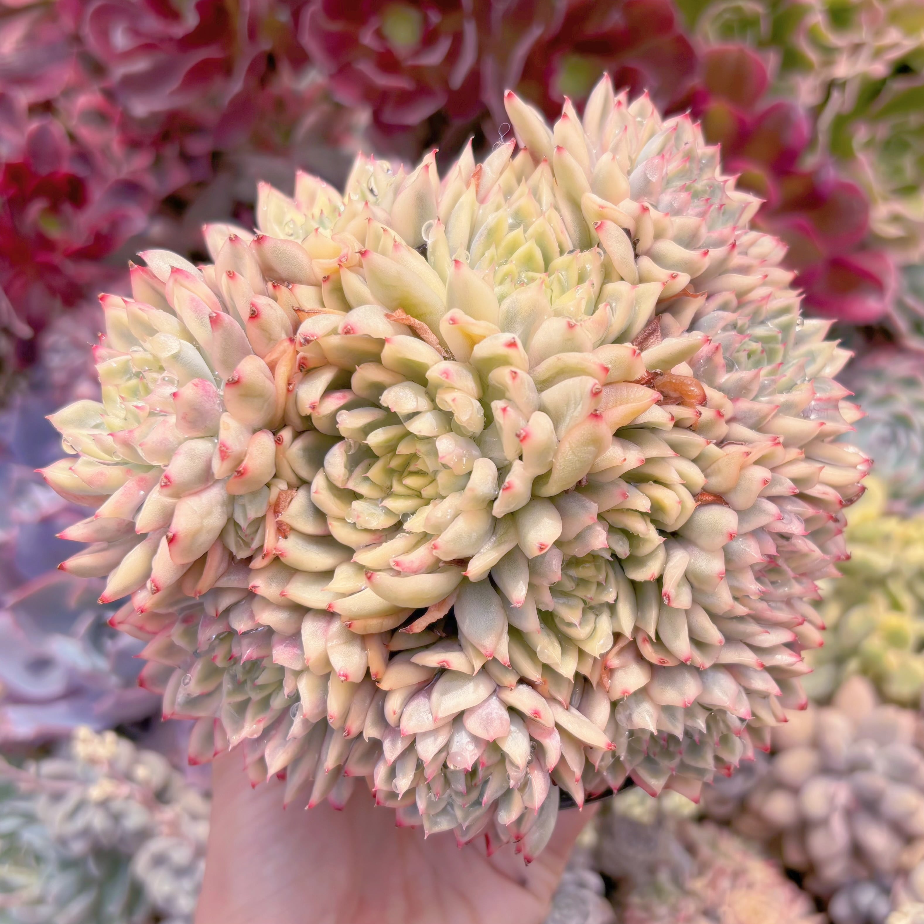 現品　女雛錦#2223　新入荷　るる農園