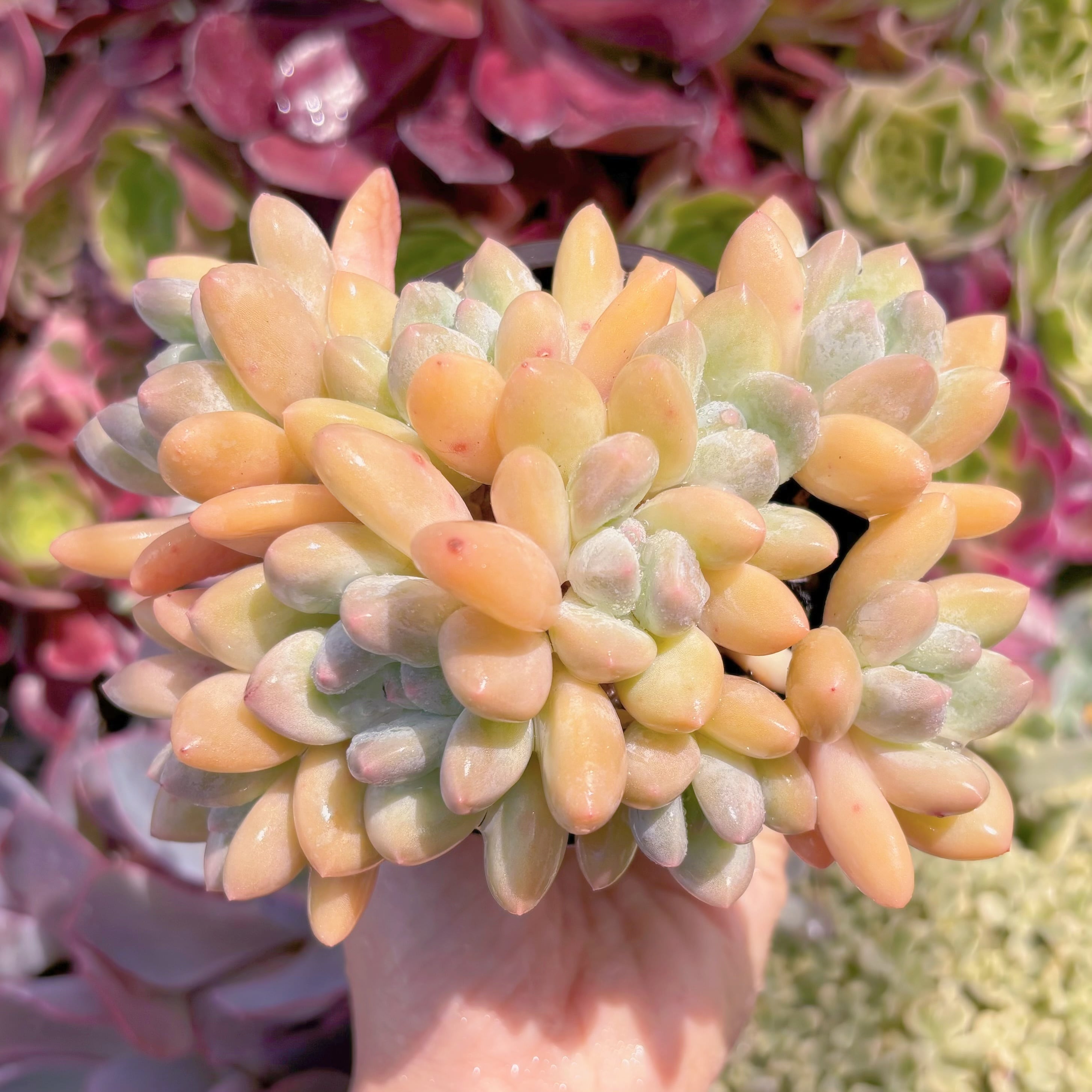 現品　ベビースイート#A28　群生　るる農園