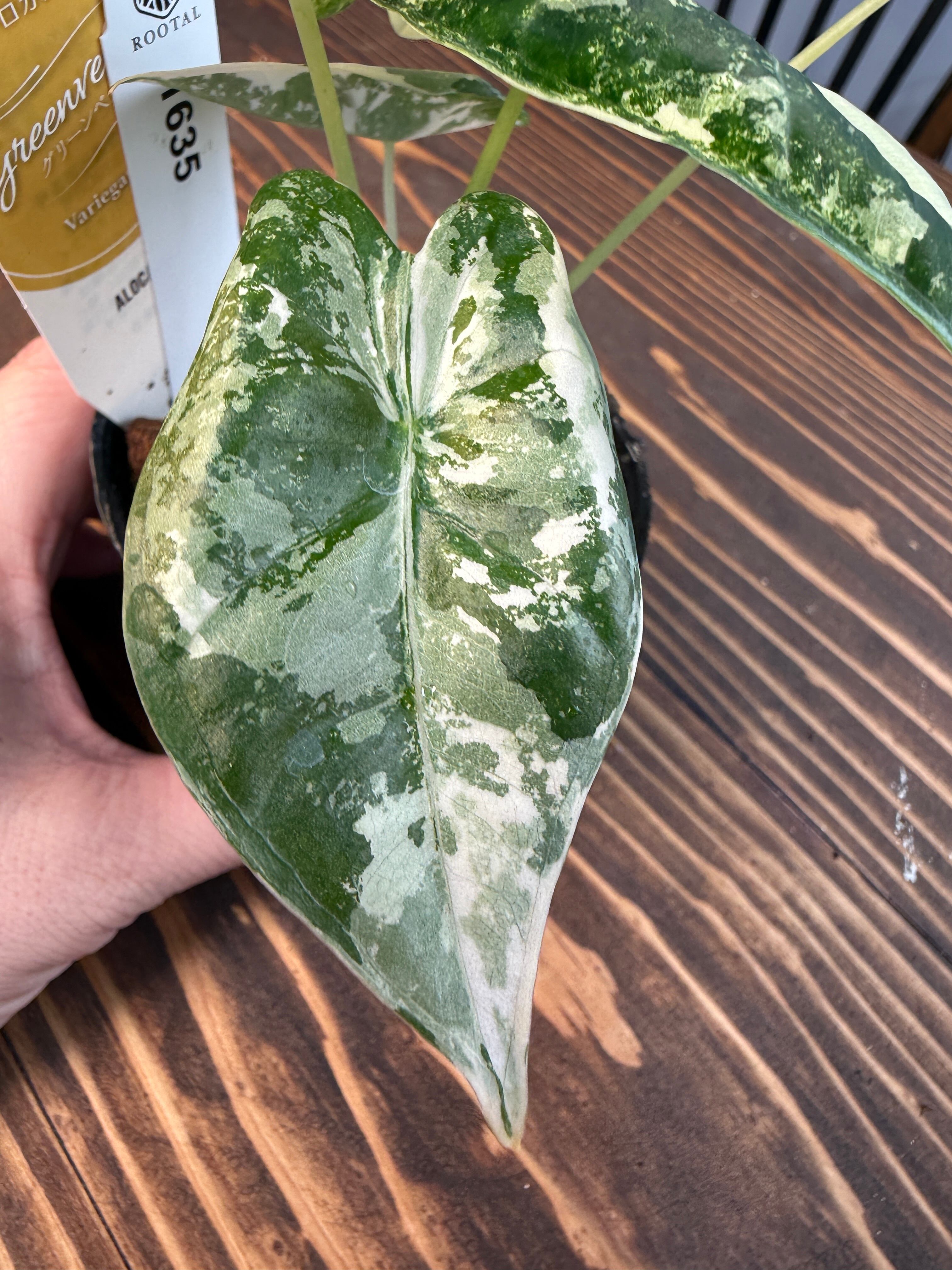 ☆1635【超レア 極み】アロカシア グリーンベルベット