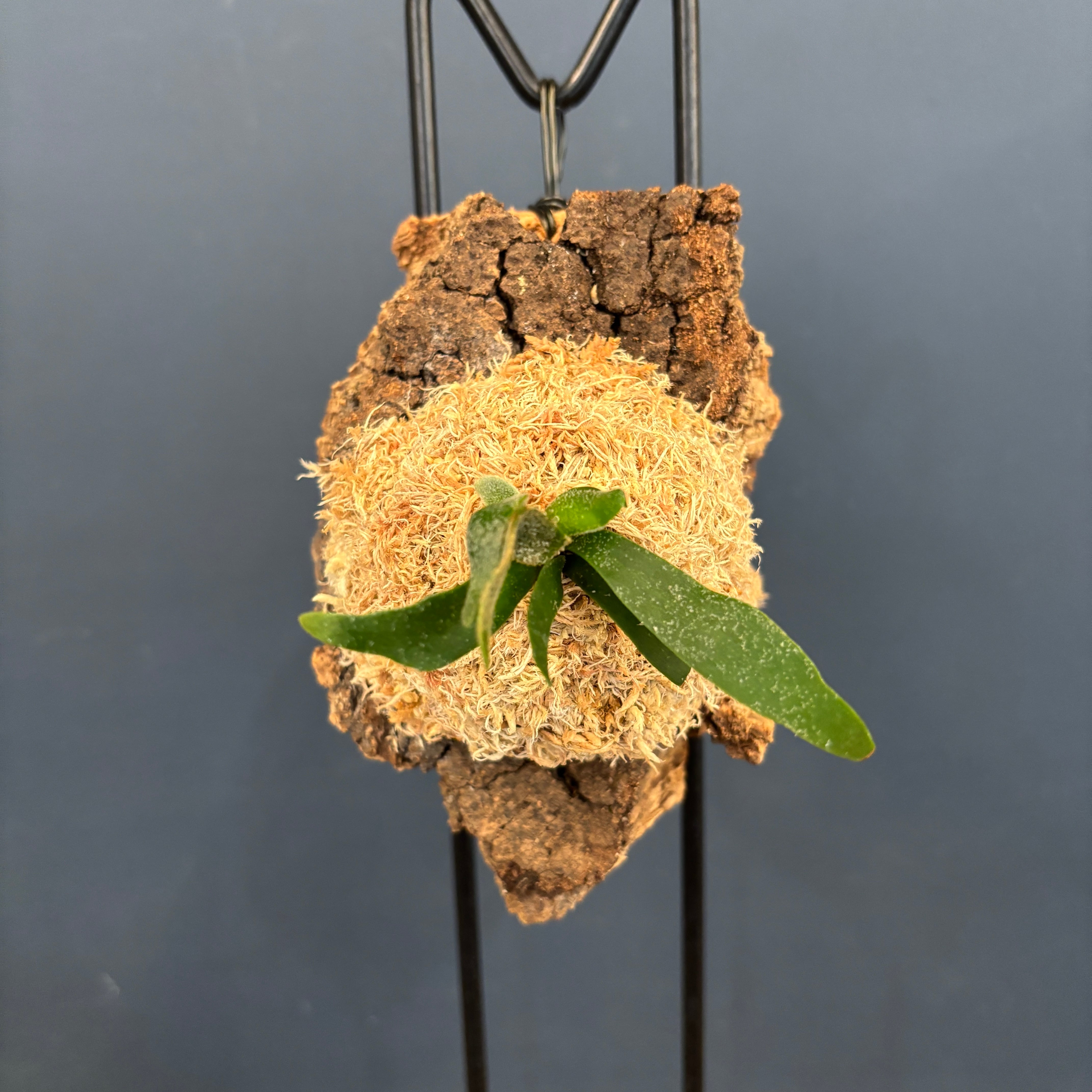 P. willinckii bacteria spore ビカクシダ コルク ビカクシダ バクテリア P. willinckii 'Bacteria' spore コルク