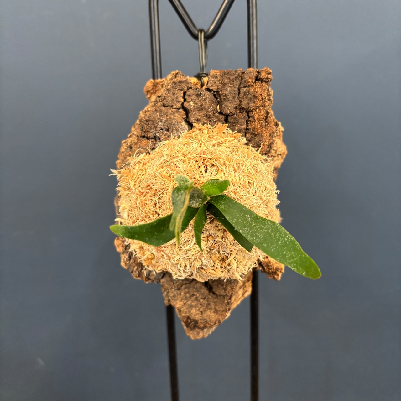 ビカクシダ バクテリア P. willinckii 'Bacteria' spore コルク仕立て【1059】