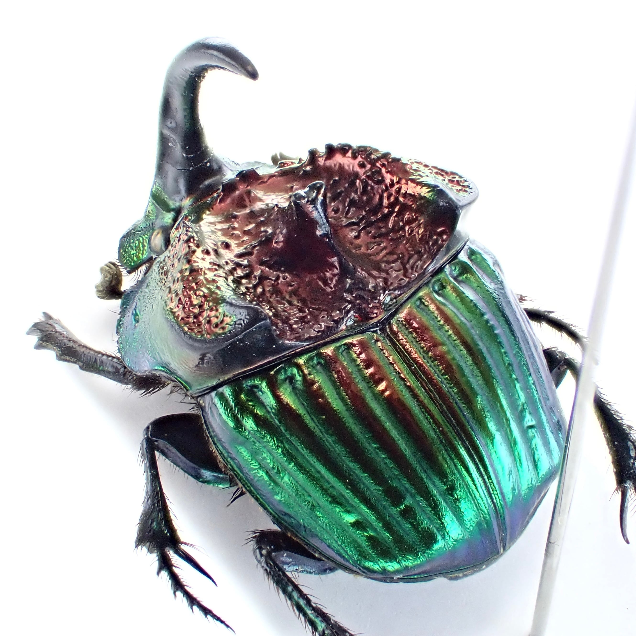 メキシコ産 Phanaeus tridens ♂♀ 15mm/16m 赤緑 | 昆虫標本 Diggers