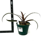 ビルタンサス x Billtanthus ‘Red Burst’ BCR11341【344】