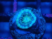 Loadhowensis Baby "Green" 41