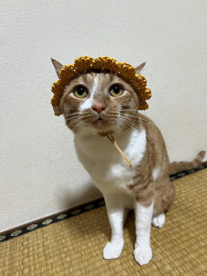 【即納】SSサイズ ひまわり帽子