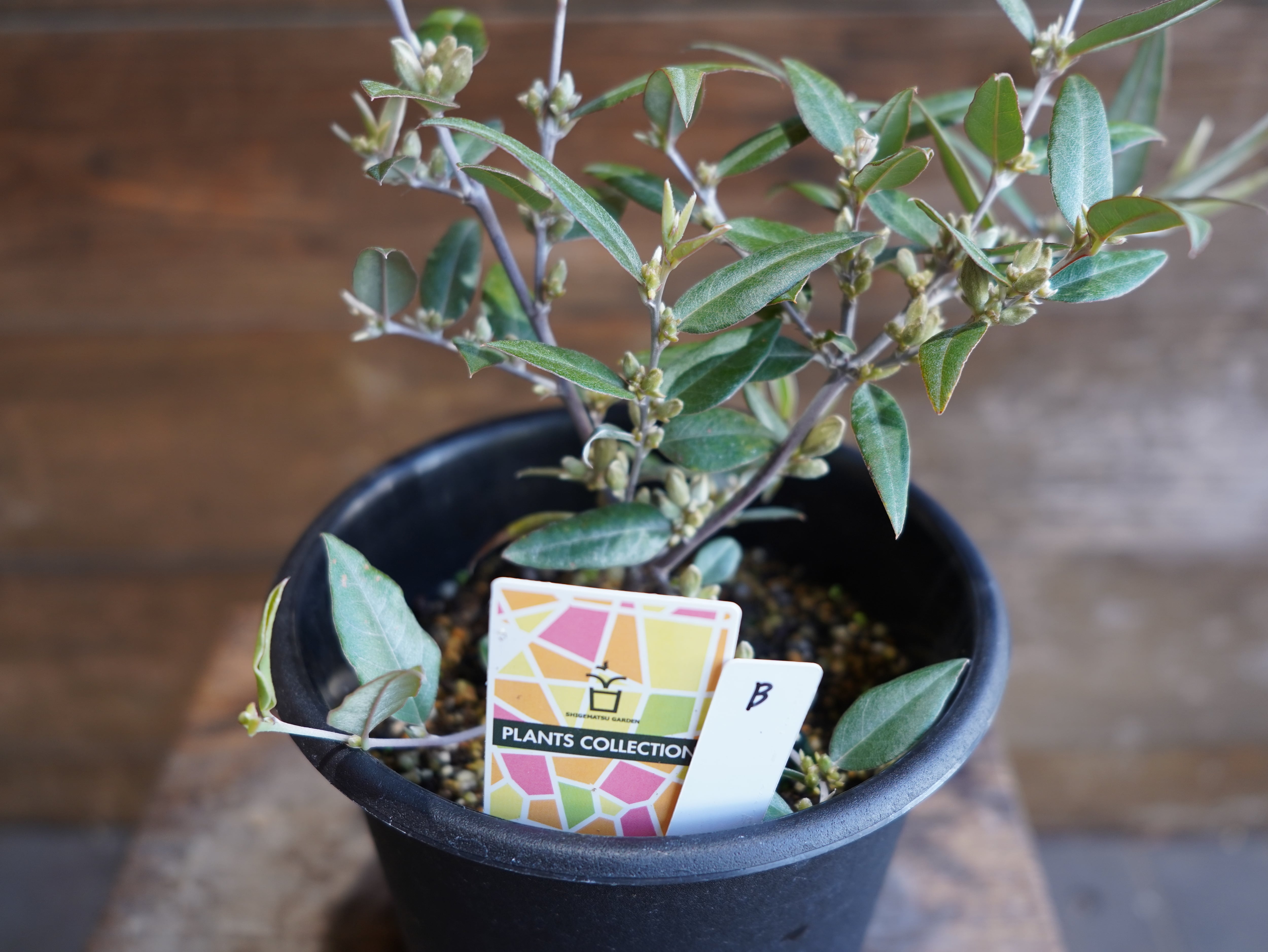 【現物】ガストロロビウム セリセウム ”レッドスター” B